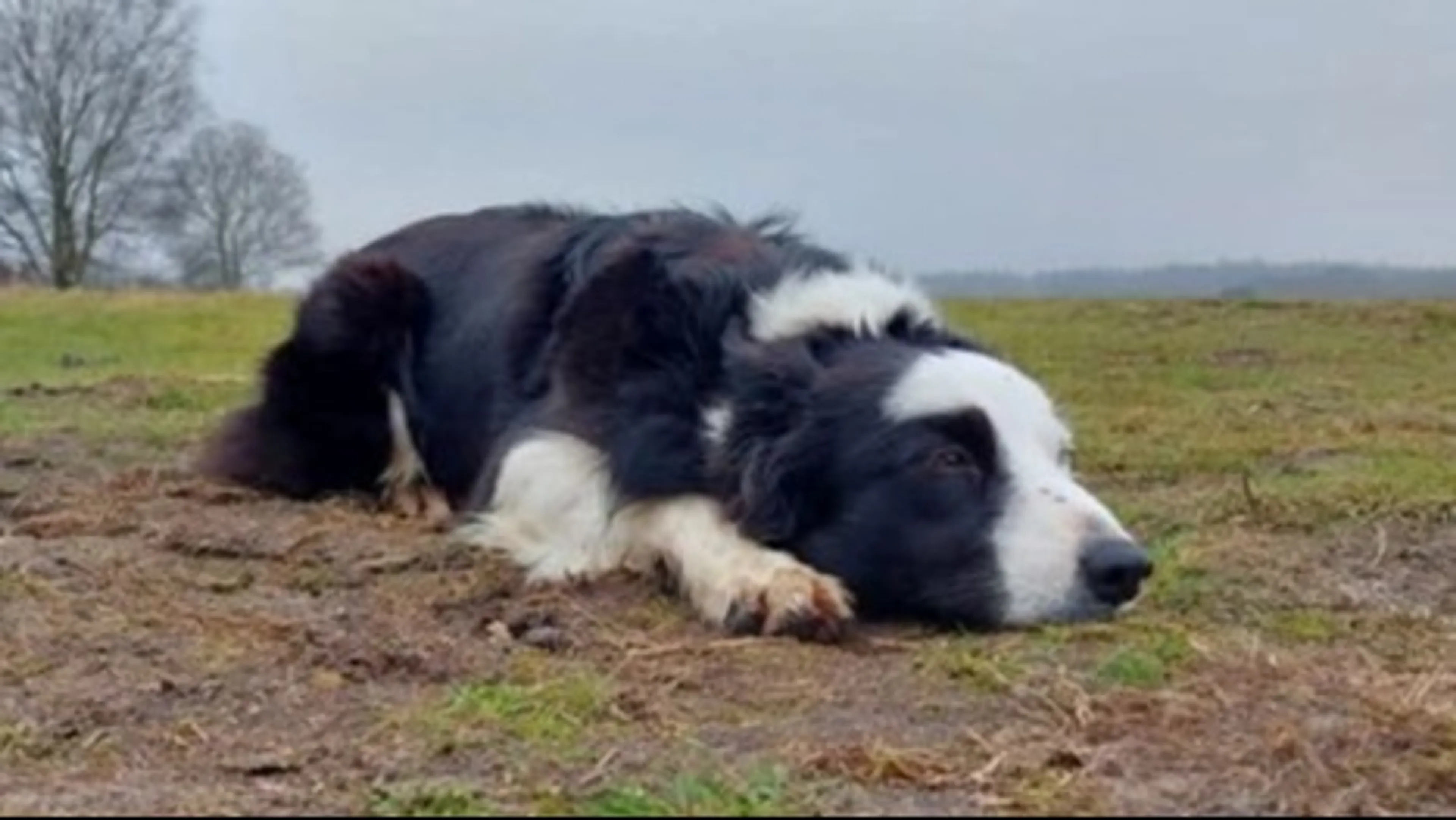 Schedel gevonden op heide: 'Vermoedelijk van vermiste hond Daisy'