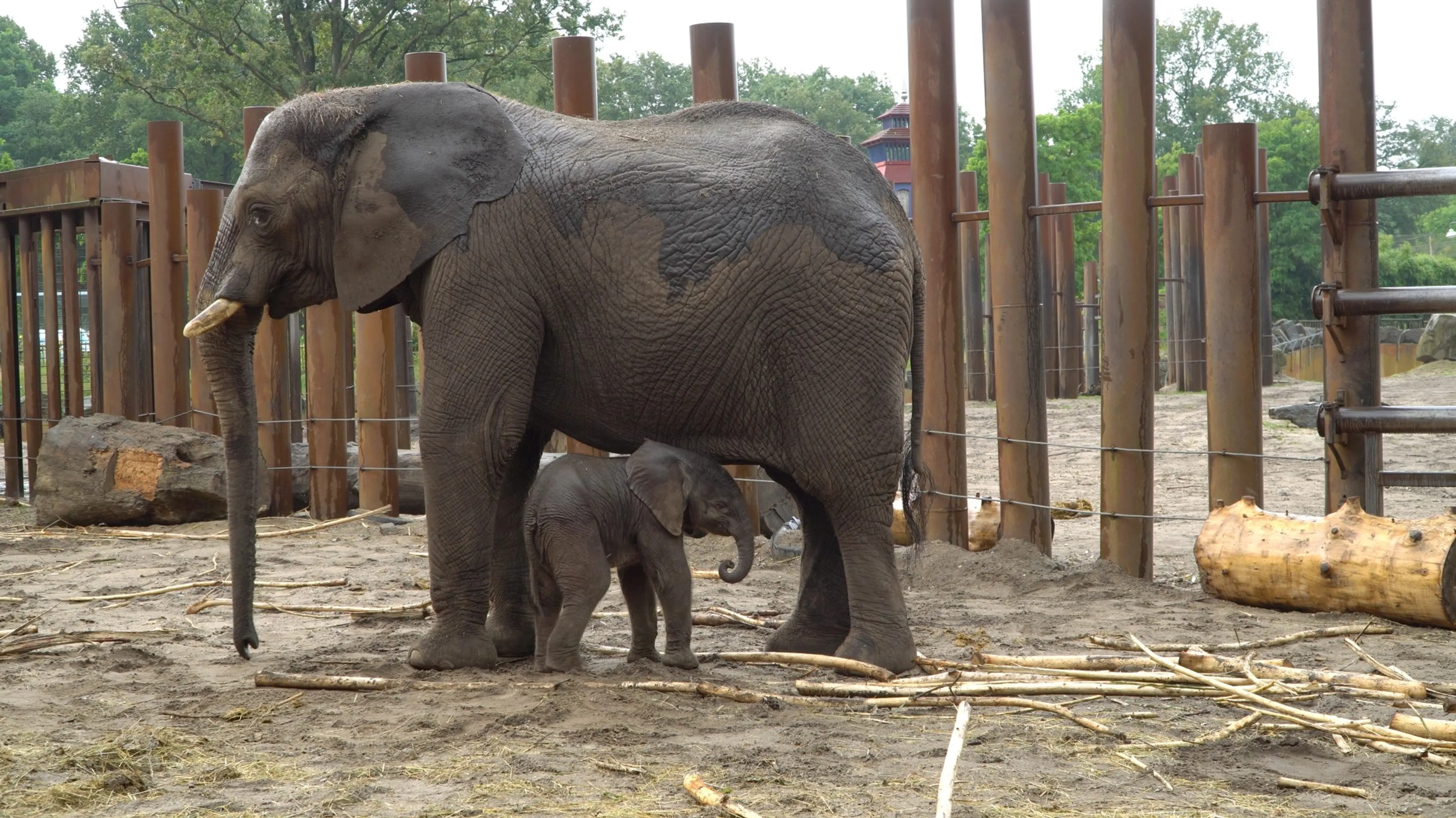 Ouwehands Dierenpark verwelkomt iets te vroeg geboren olifantje