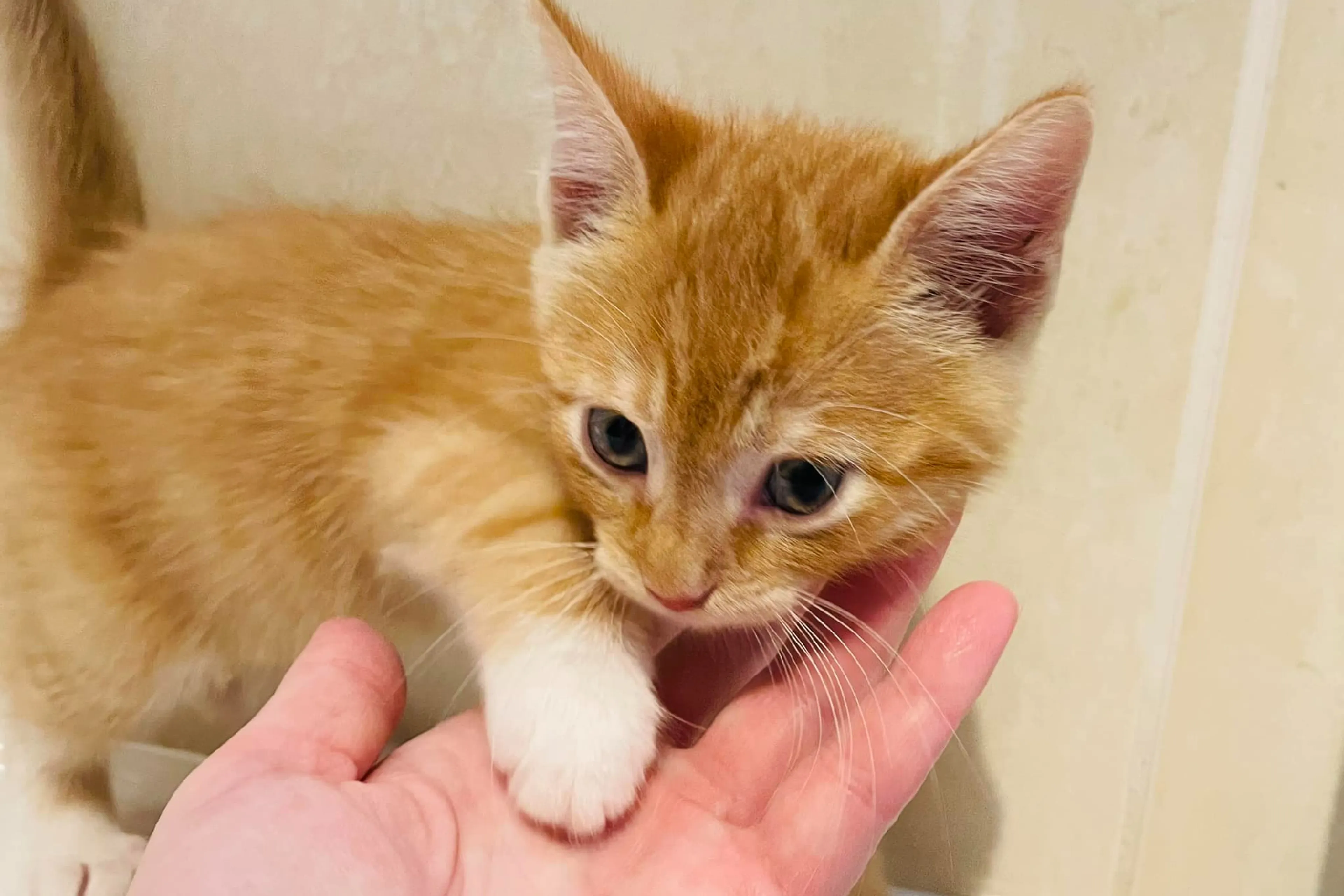 Kitten in doos gedumpt in Kralingse Bos: 'Had enorme honger'