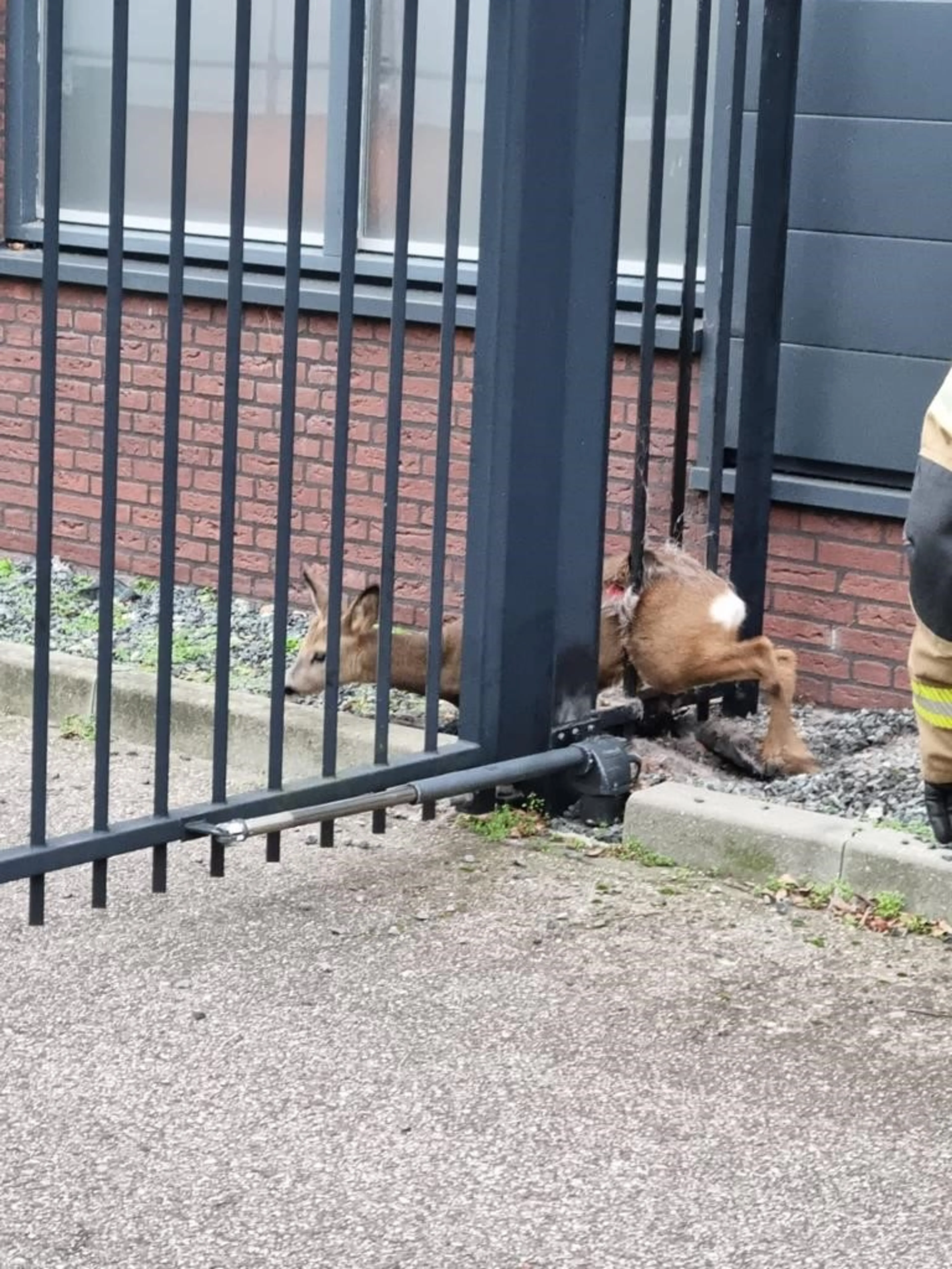 Brandweer bevrijdt gewonde ree uit hek in Schijndel