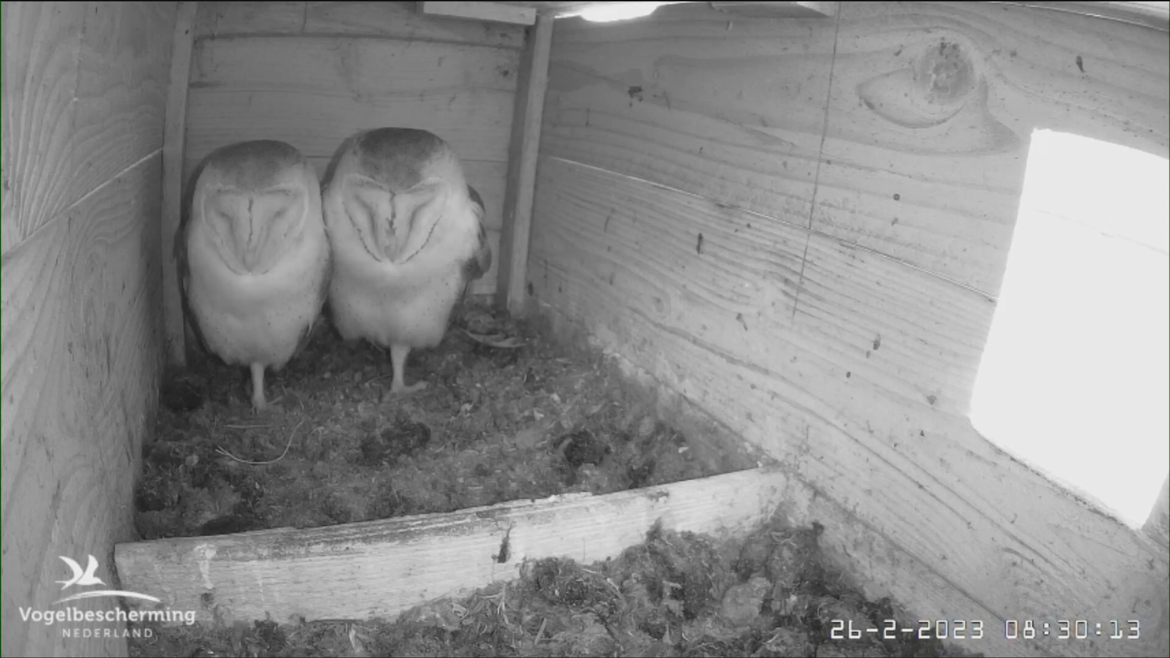 Live uiltjes, ooievaars en valken kijken via webcams is weer mogelijk