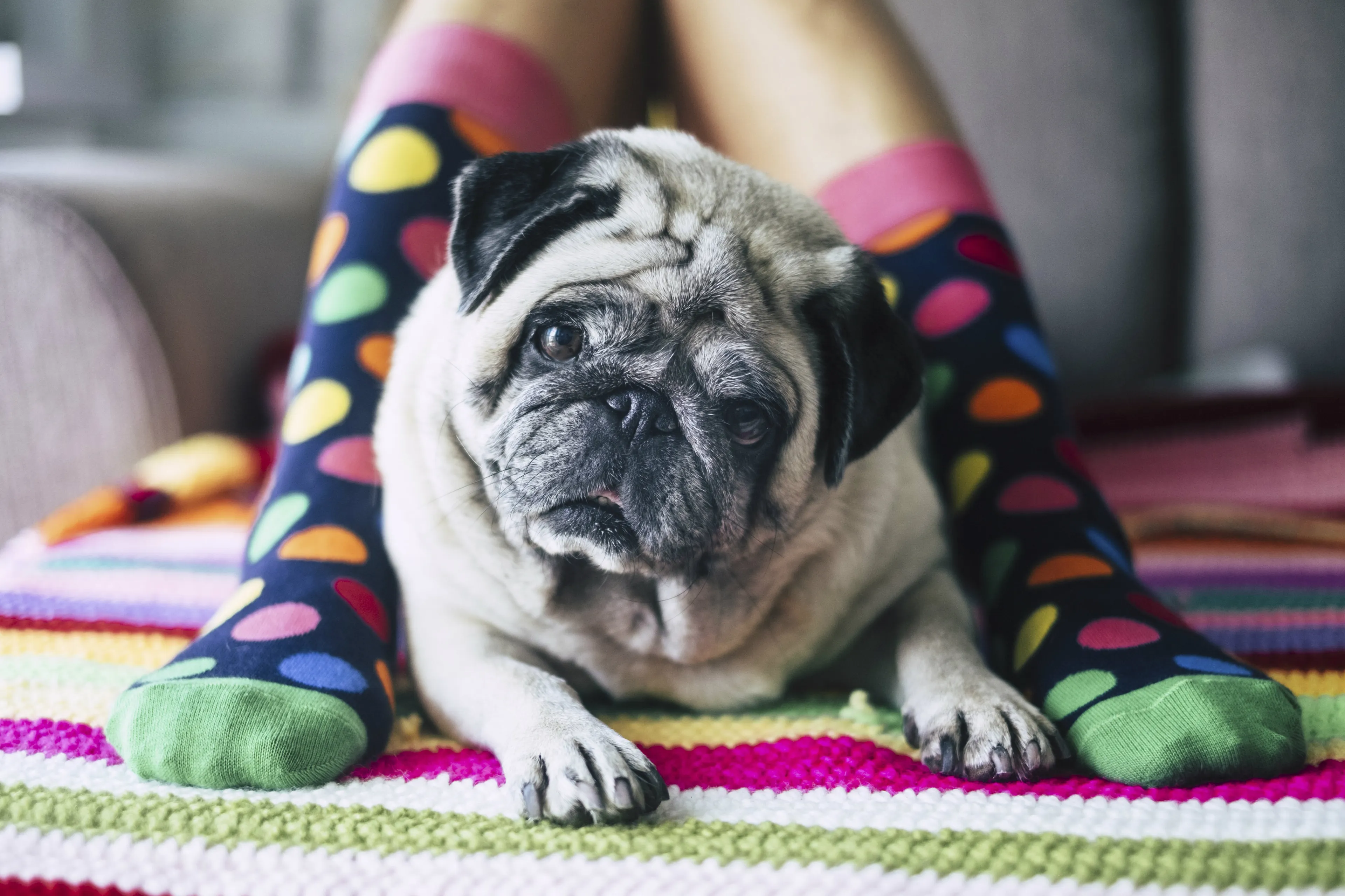 Fokkers bulldogs en mopshonden amper gecontroleerd: 'Doelbewust fokken gehandicapte dieren nog altijd ongestraft'