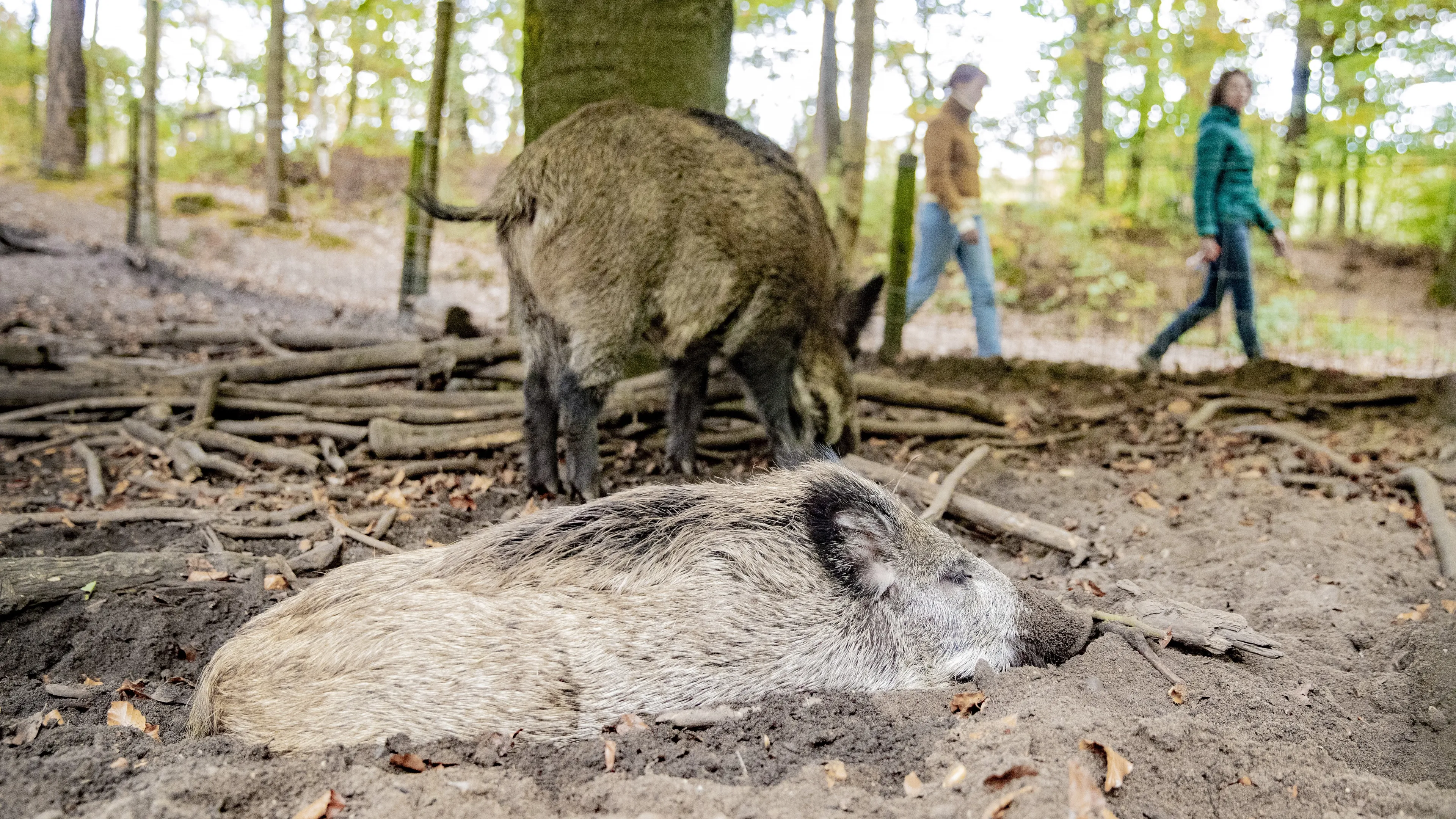 Drie keer zoveel zwijnen als gewenst op Veluwe: 'Te weinig gejaagd door corona'