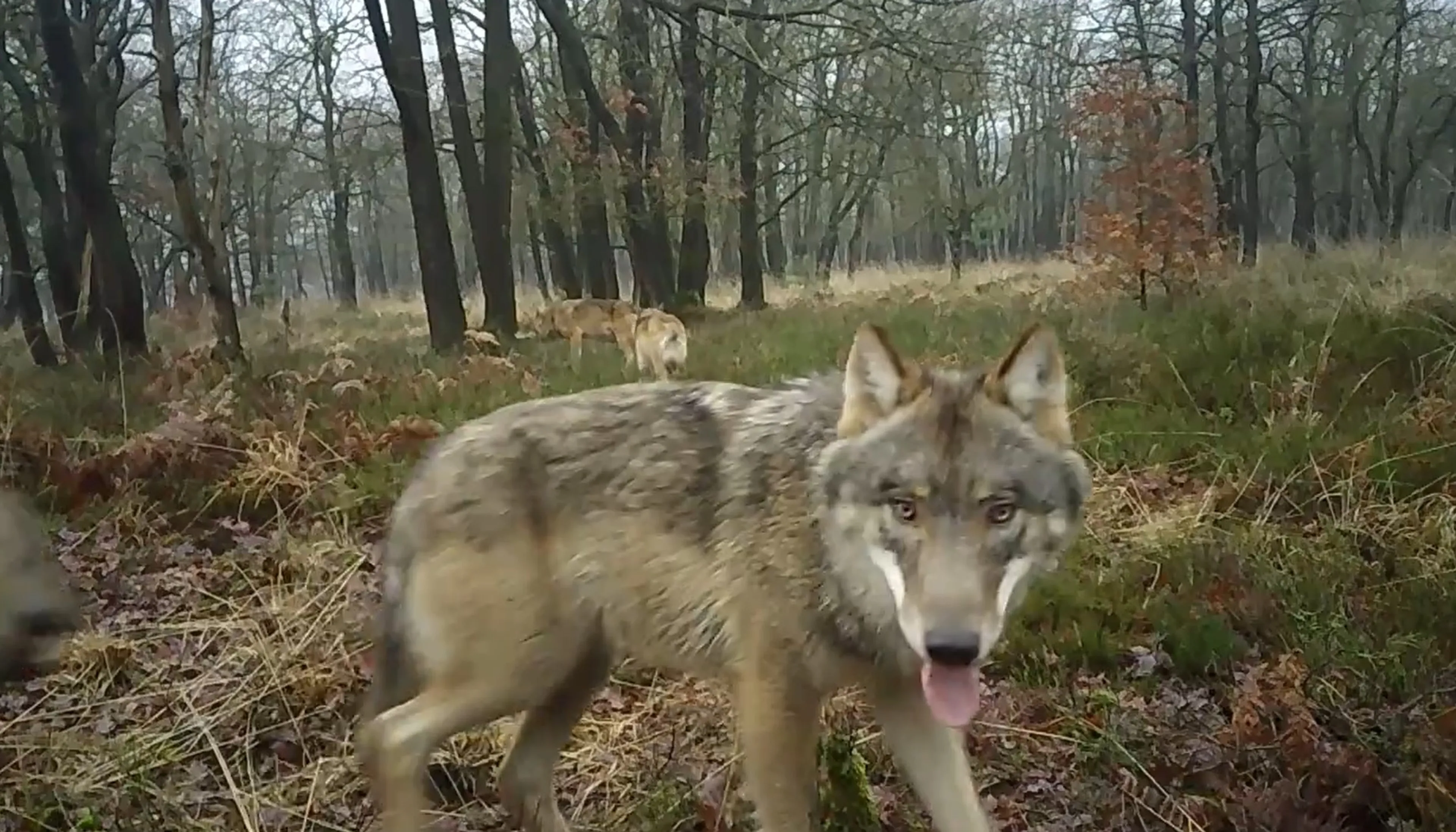 VIDEO: Zeldzame beelden tonen florerende wolvenroedel op de Veluwe