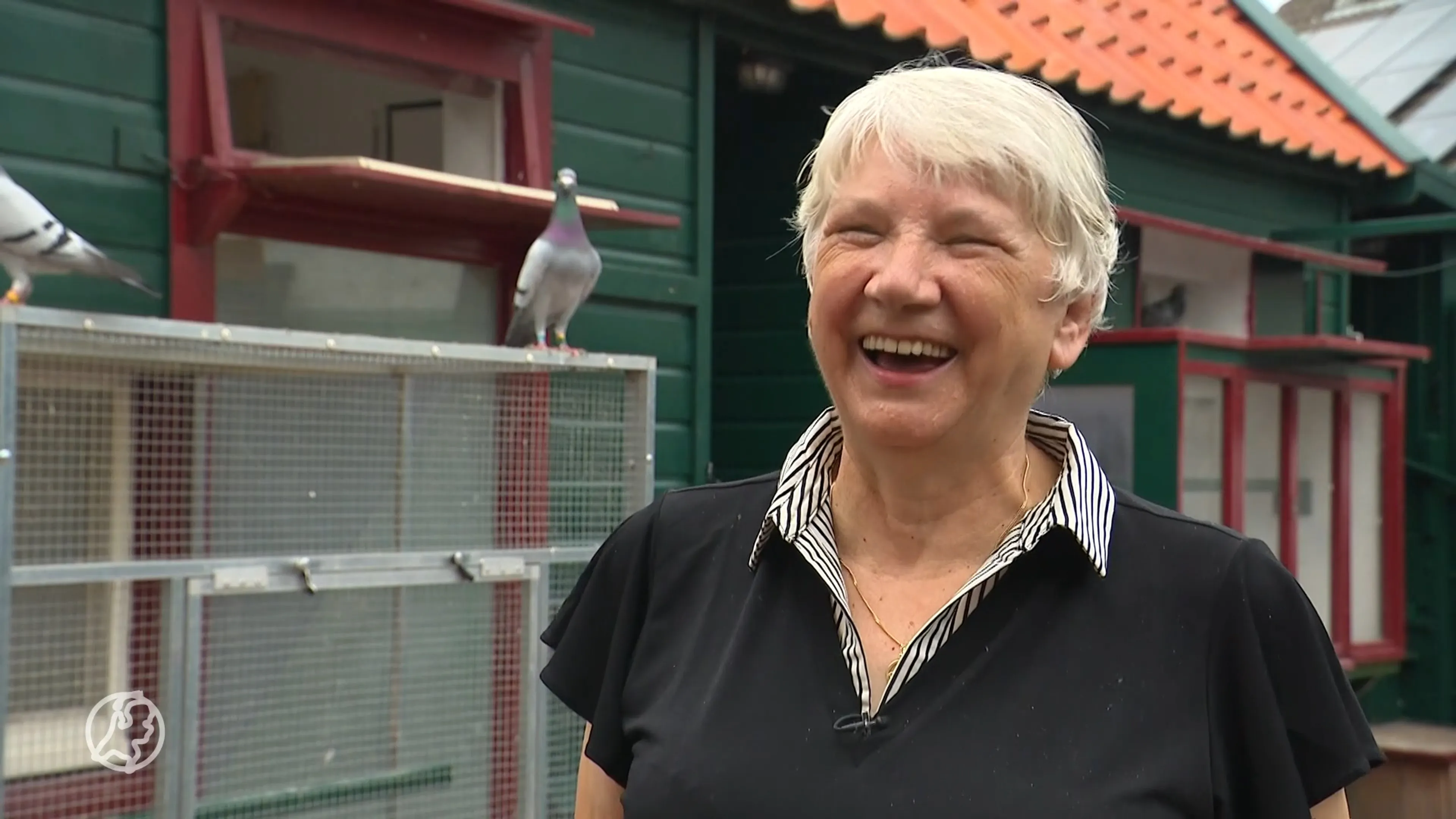 Jannie (72) en haar duiven zijn wereldwijd een sensatie op YouTube