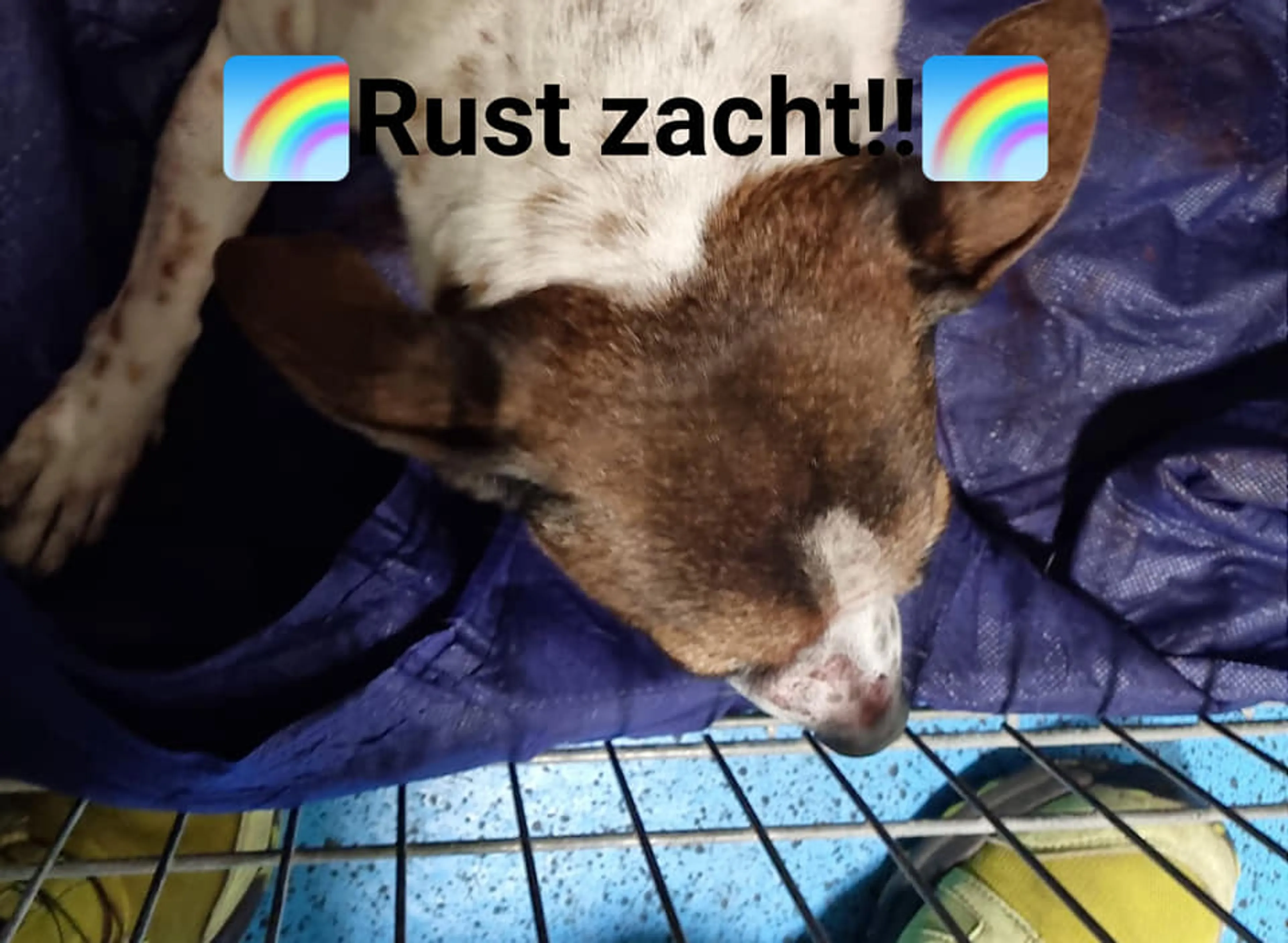 Hond Davy ook overleden na fatale steekpartij Den Bosch