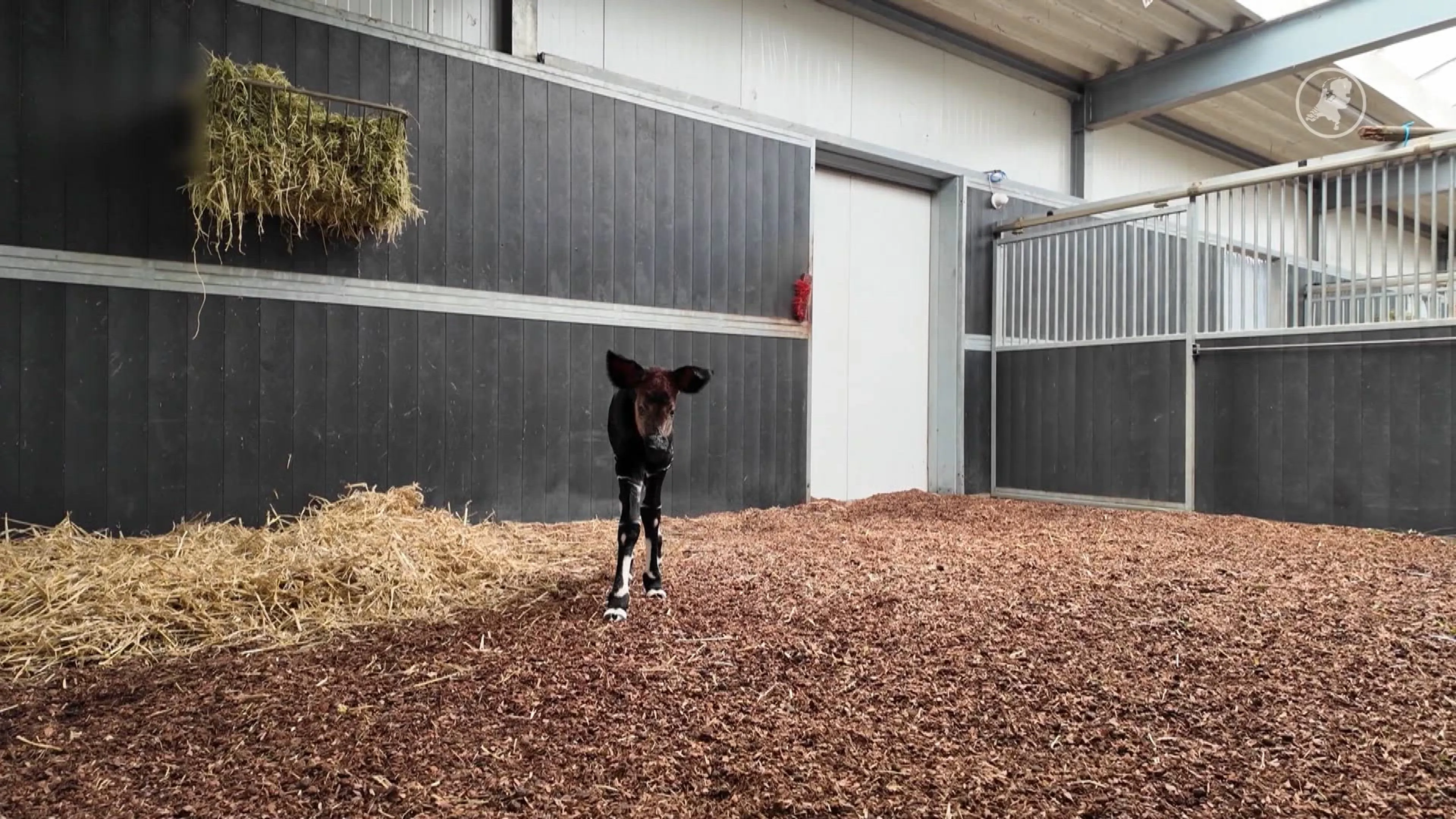 Beekse Bergen verwelkomt zeldzame okapi