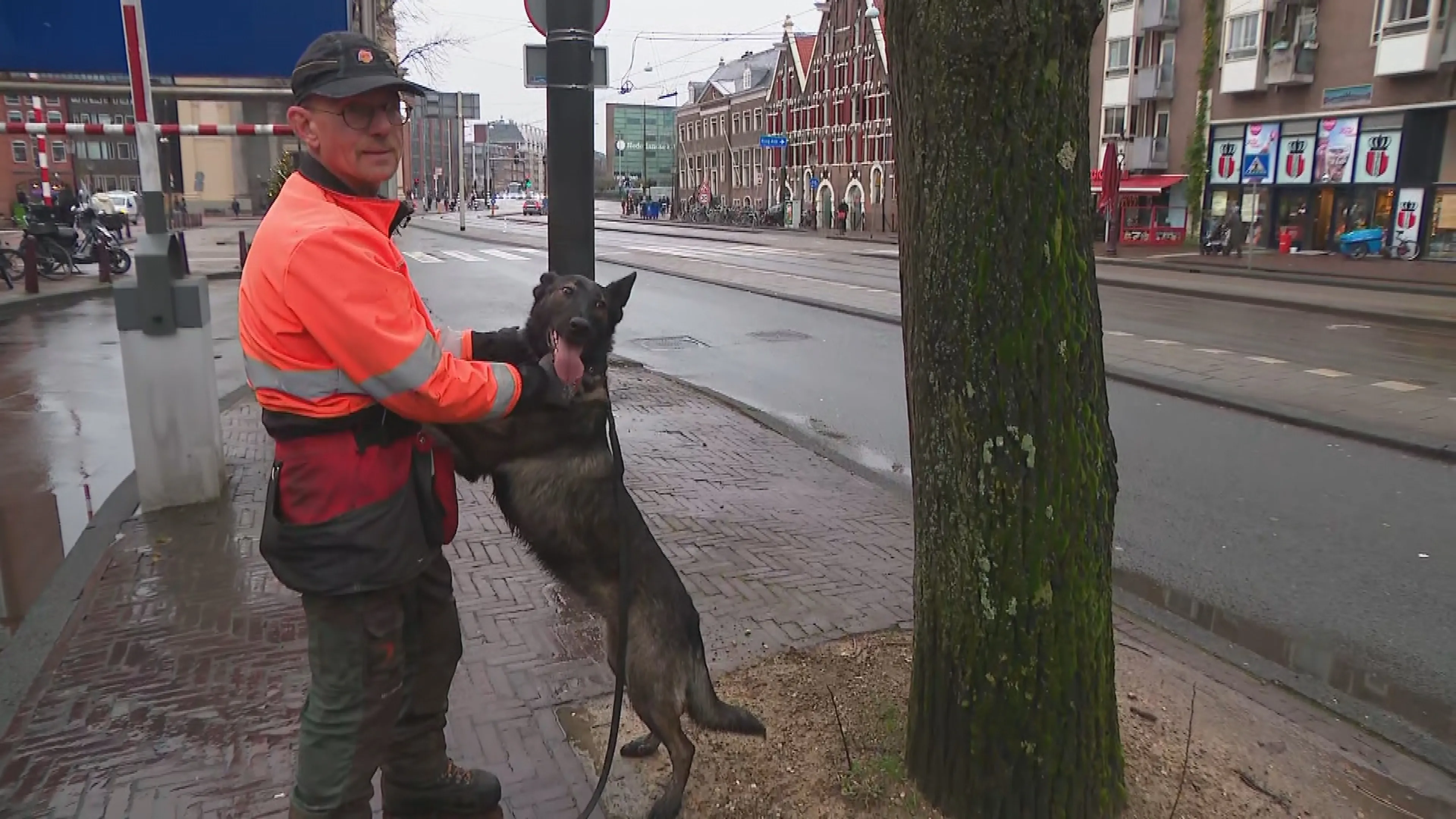 Dankzij speurhond Dora vallen zieke bomen minder snel om