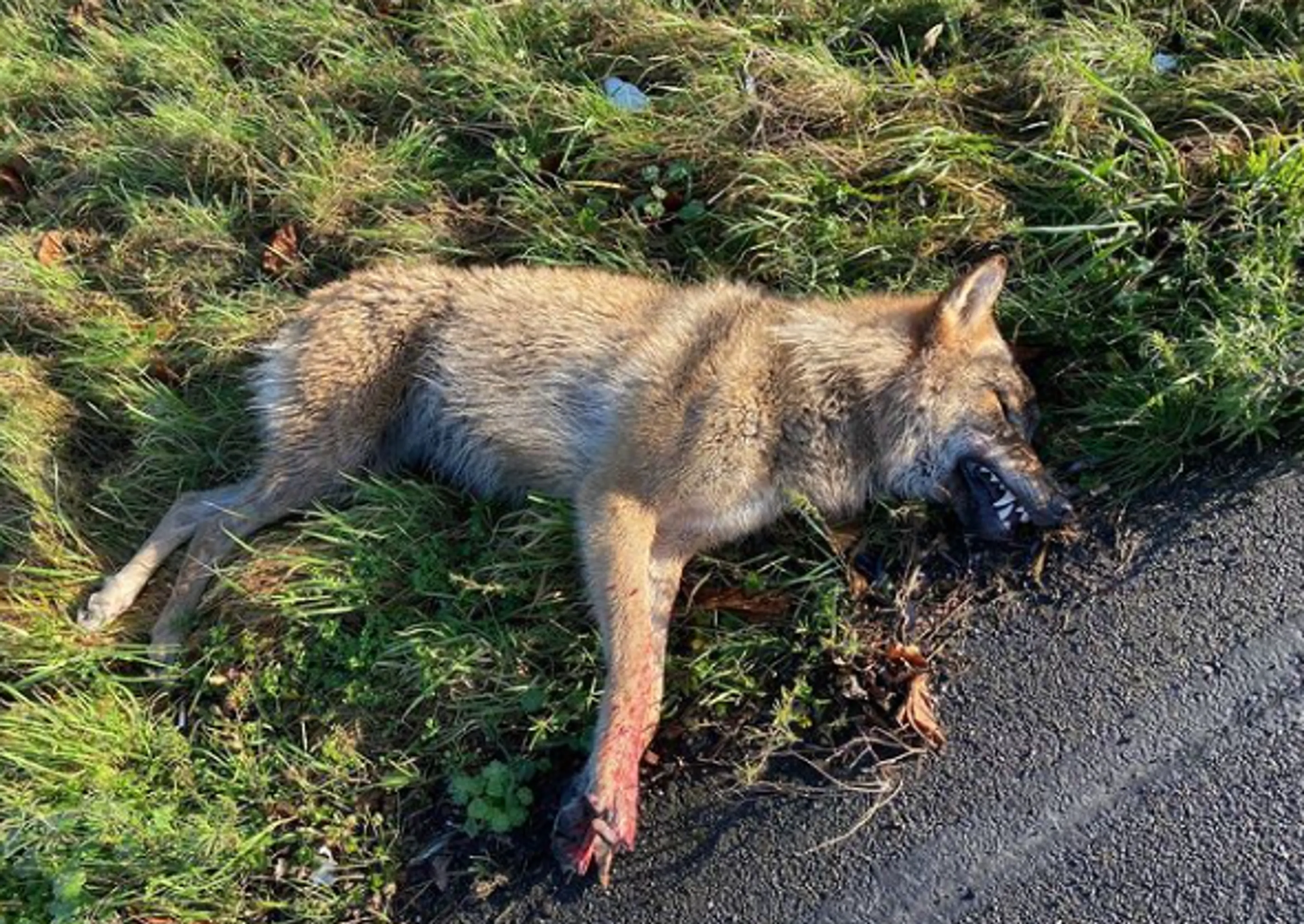 Wolf doodgereden op A2 bij Beesd