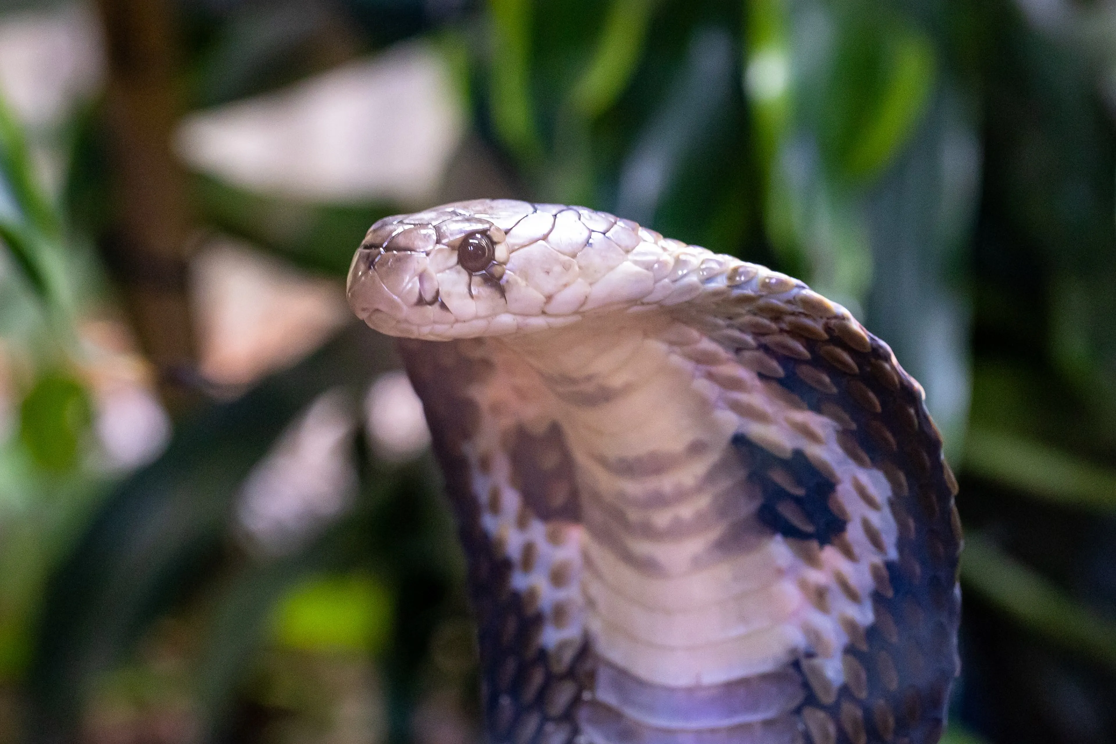 Slang ontsnapt uit verblijf: 'Bel 112 als je hem ziet'