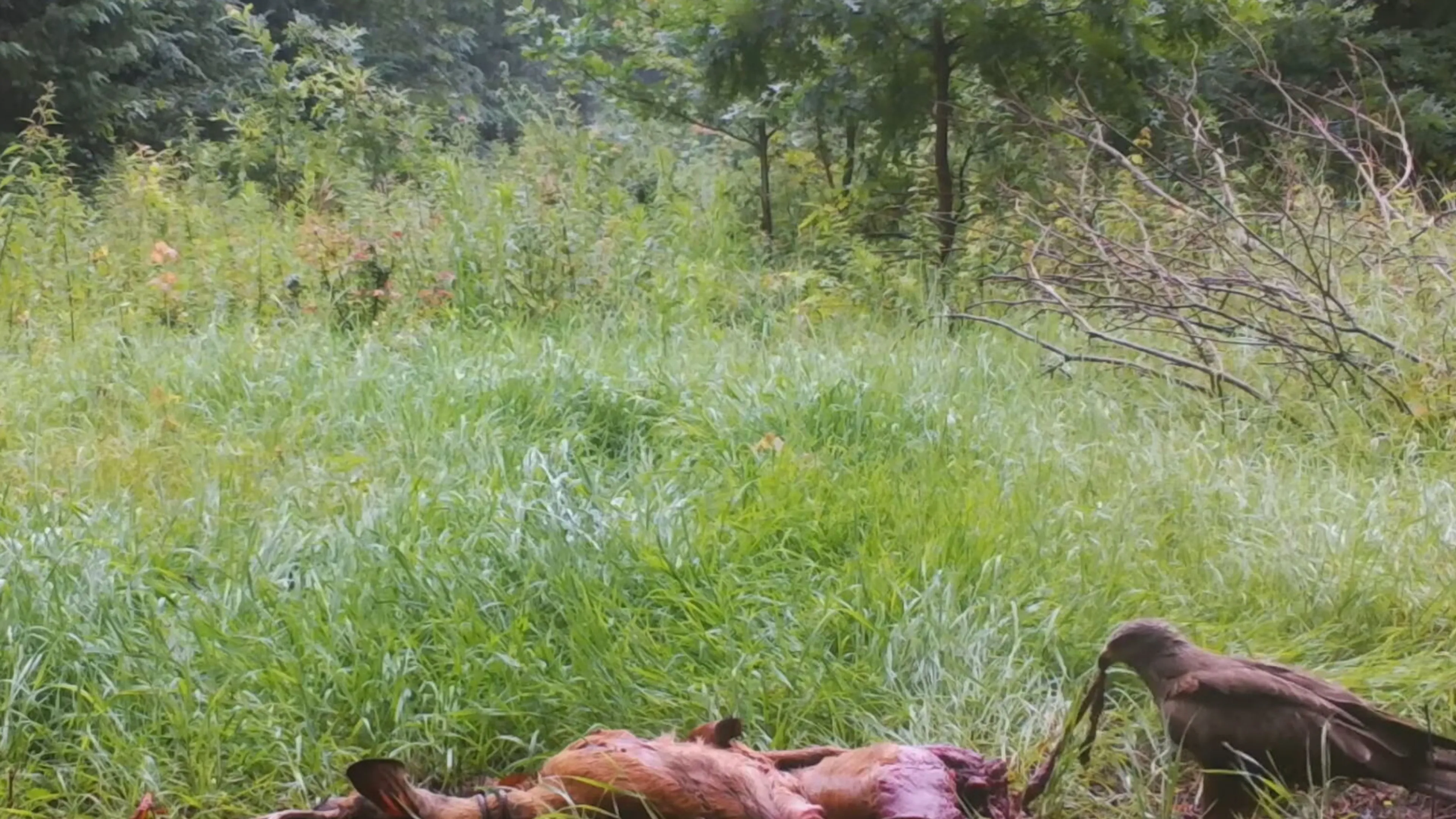 Unieke beelden: zeldzame zwarte wouw smult van kadaver in Brabant