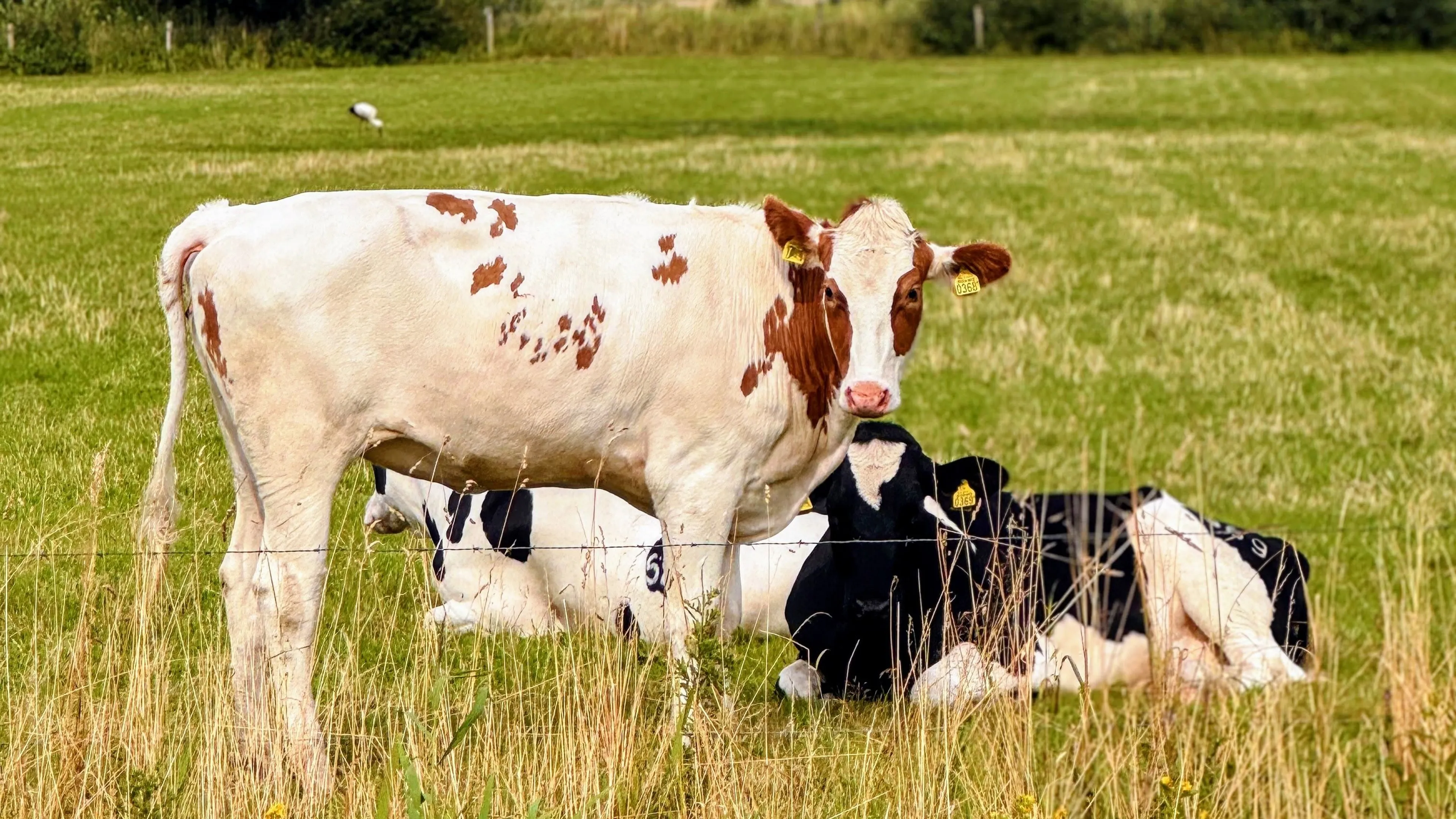 'Plannen kabinet betekenen einde oefening voor veel veehouders' 