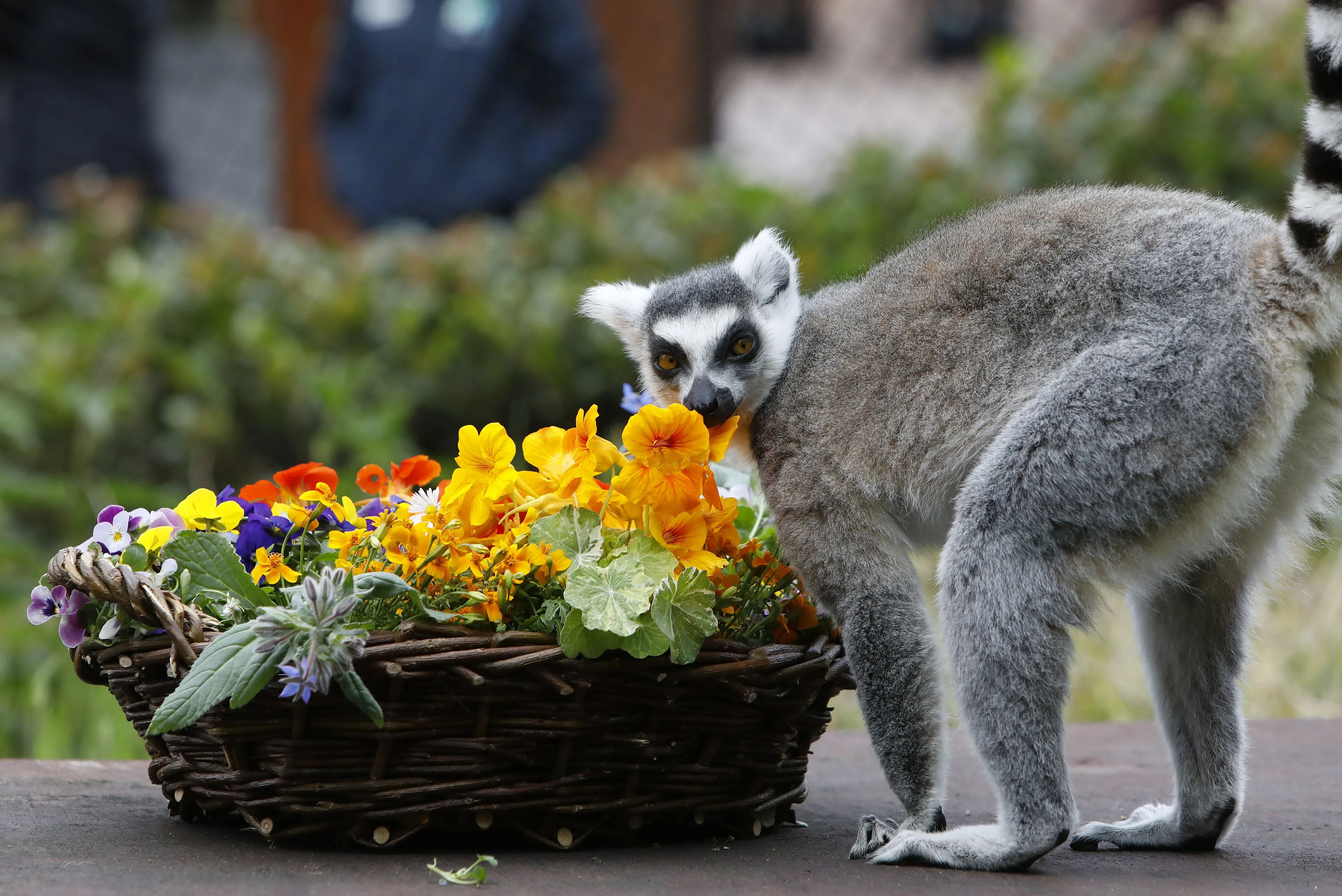Ouwehands Dierenpark vraagt donaties voor dierenvoer en verblijven: 'Alles helpt ons'
