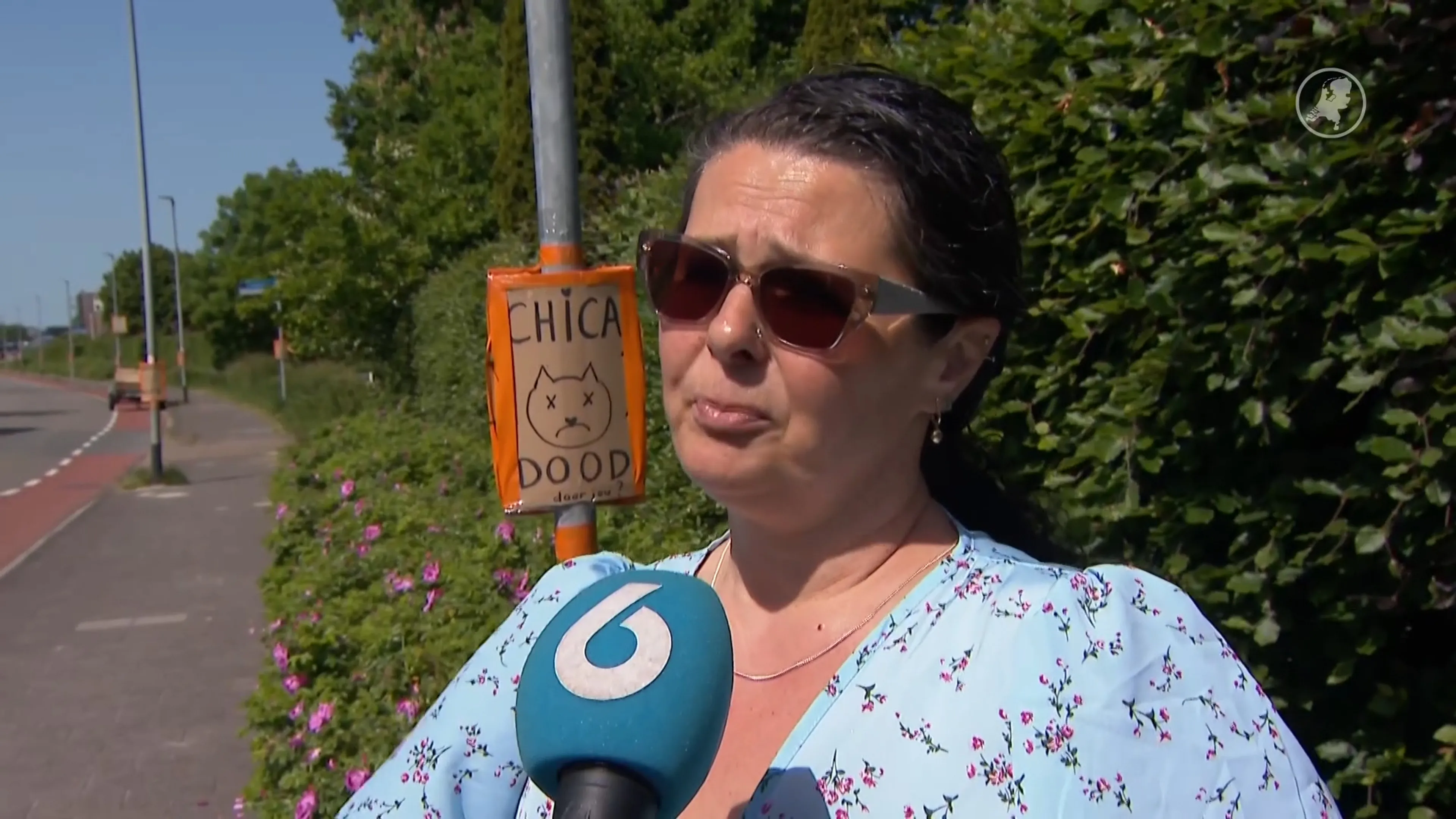Katten aan de lopende band doodgereden: ‘Woezel dood. Door jou?’