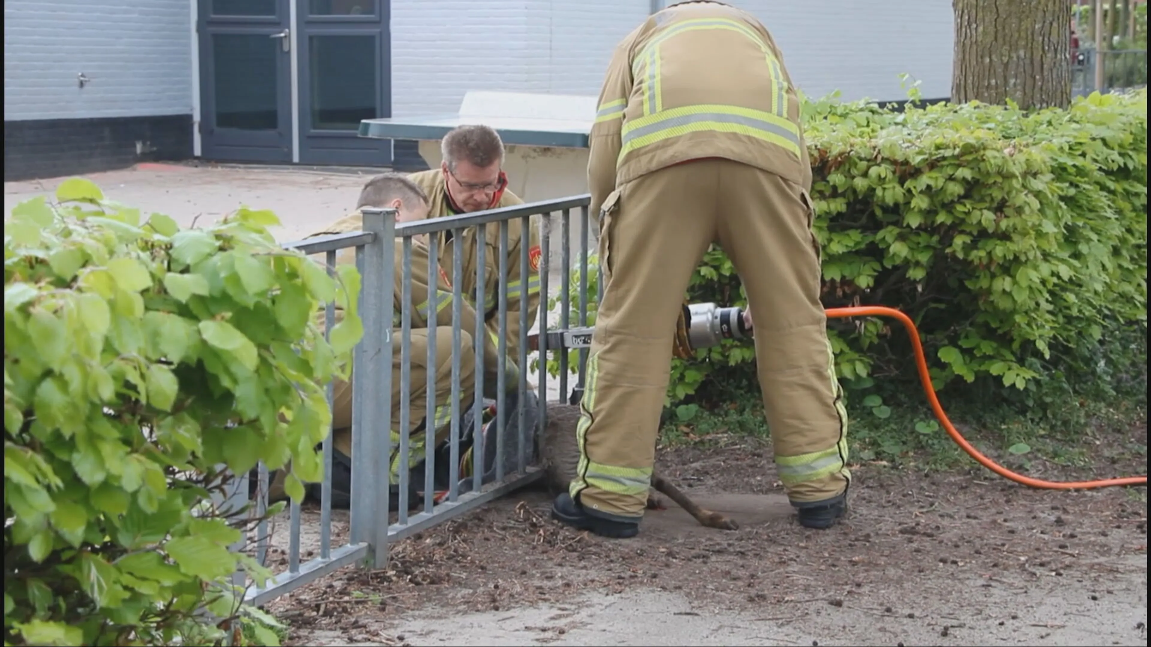 Brandweer bevrijdt hertje uit benarde situatie in Zutphen