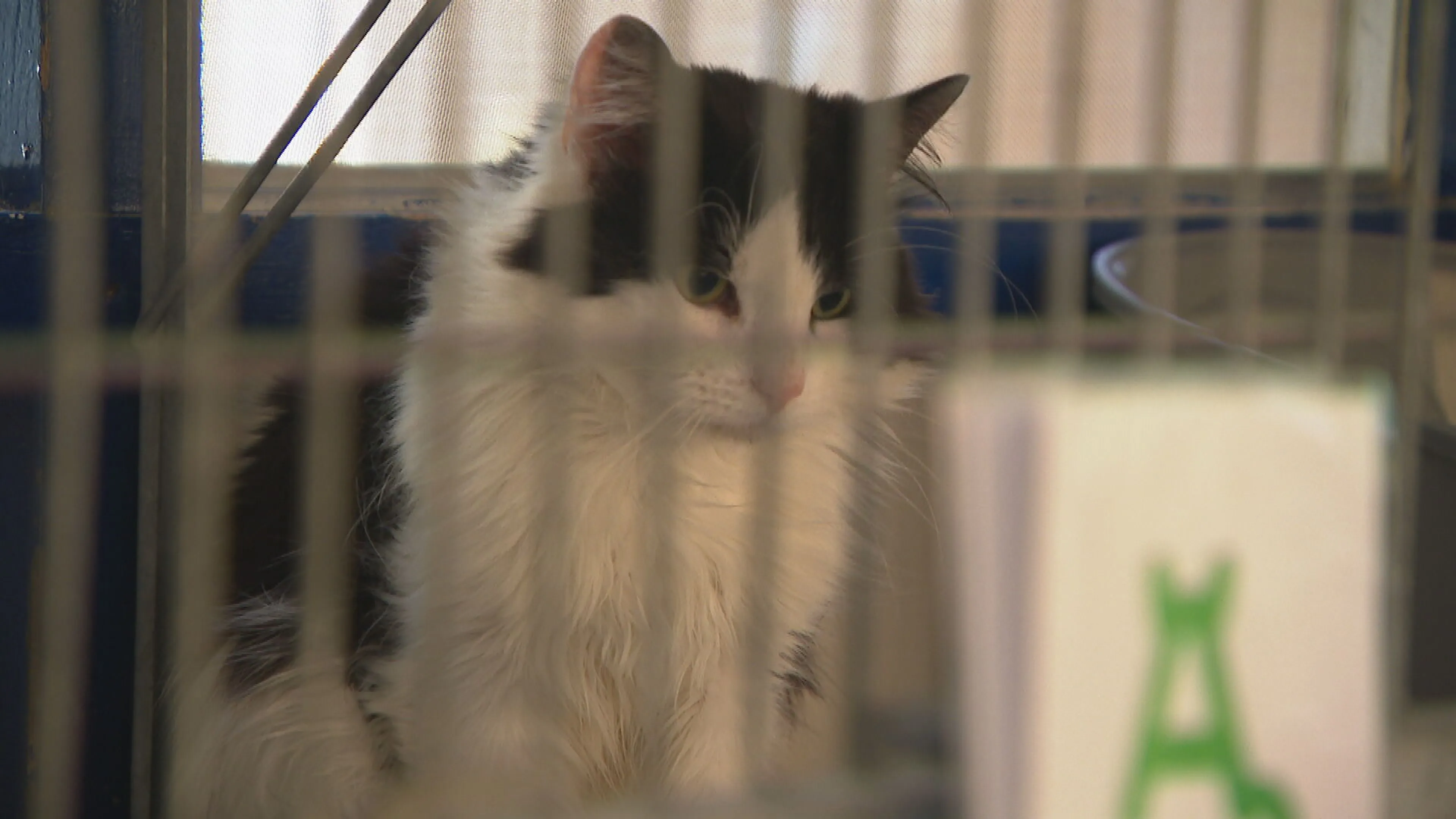 Sluiting dreigt voor dierentehuis: 'Moeten dadelijk gezonde dieren euthanasie geven'