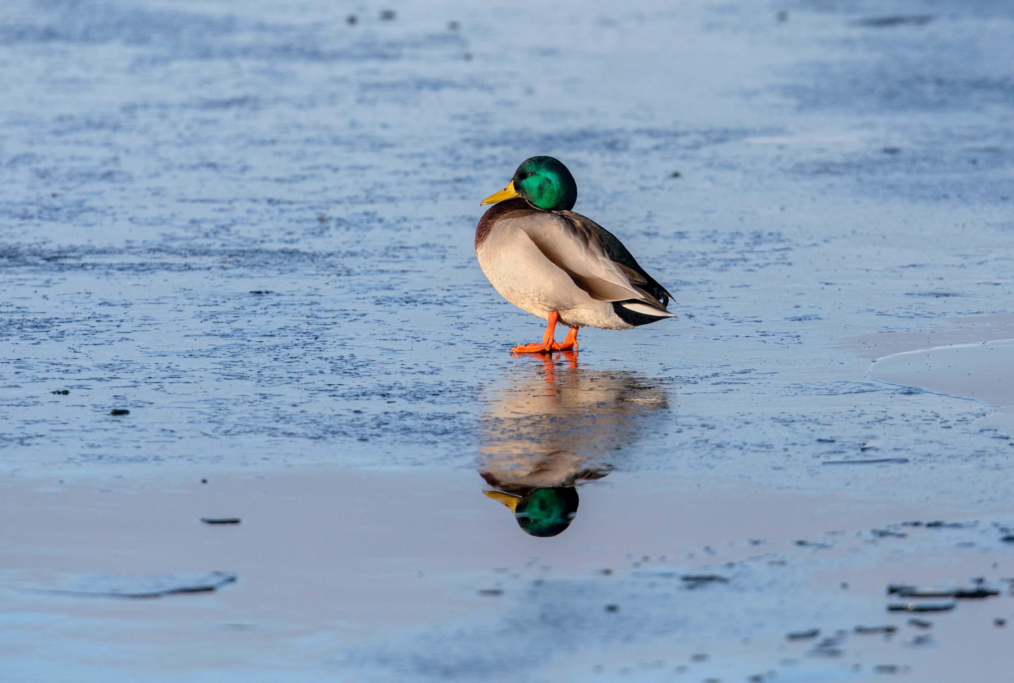 Hoop voor winterliefhebbers: komend weekend kan het flink koud worden