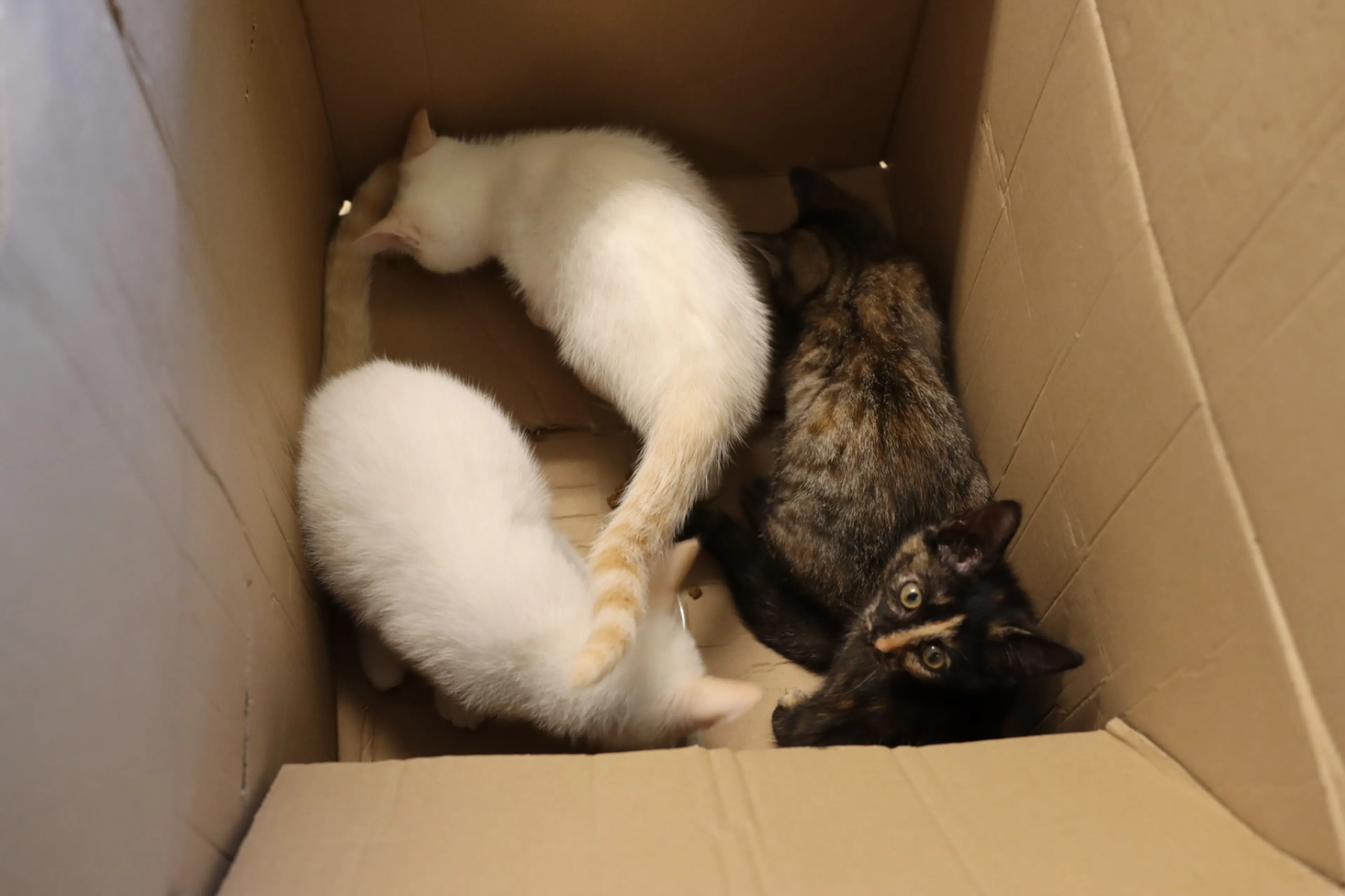 Vier kittens in stromende regen gedumpt in kartonnen doos 