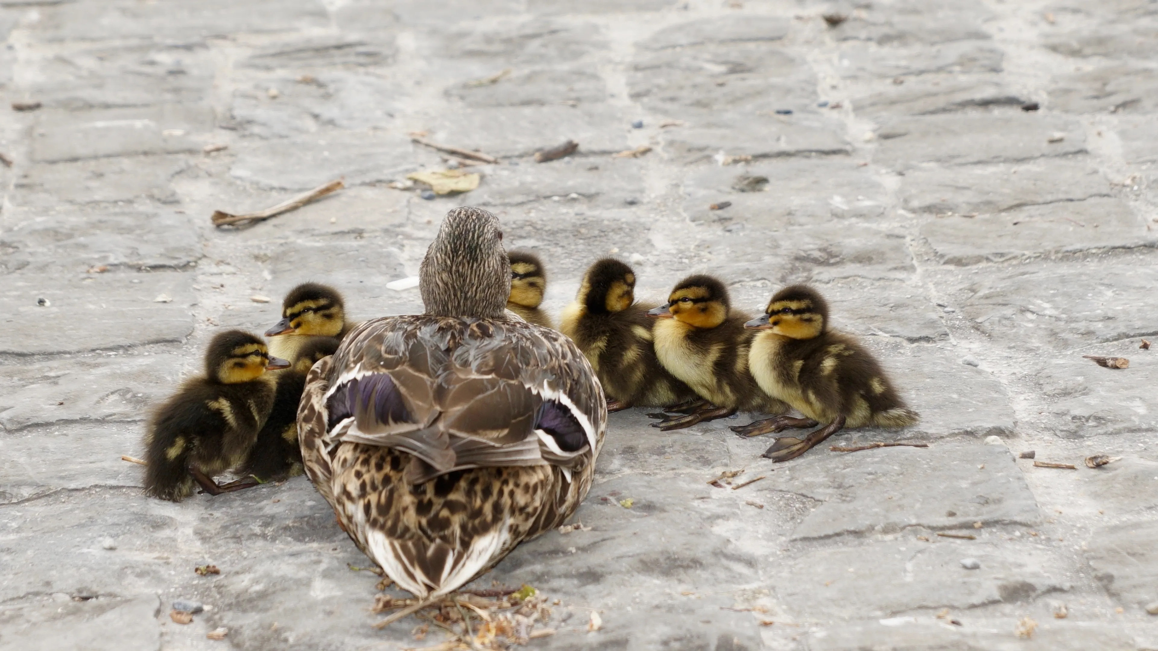 Voer eendjes geen brood, waarschuwt waterschap na dode vissen