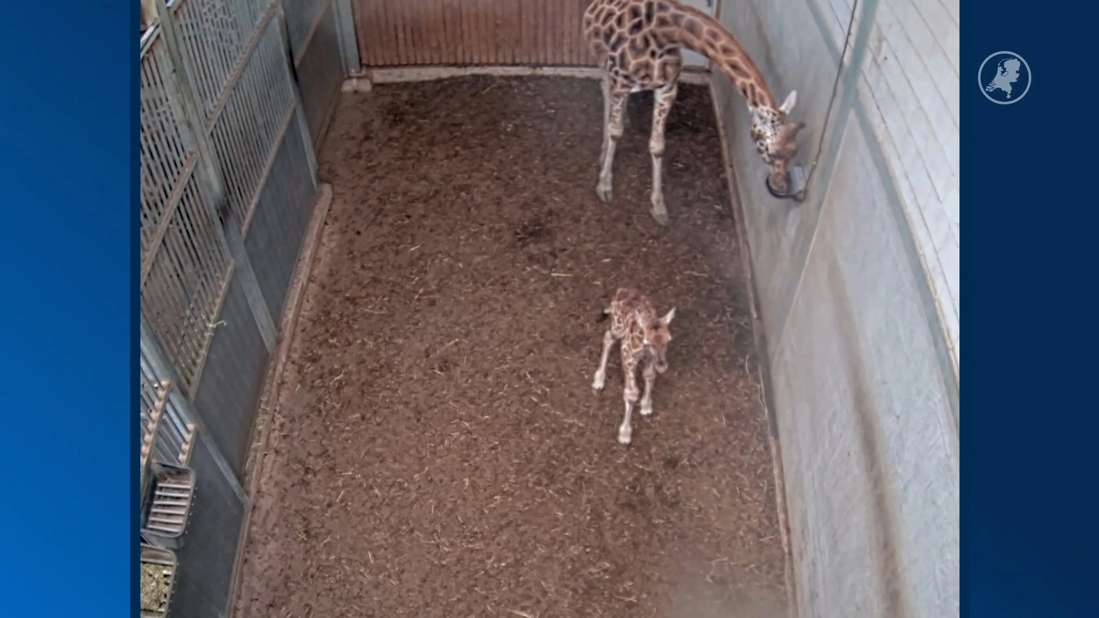 Blijdschap in Wildlands: babygiraf Kenyi geboren