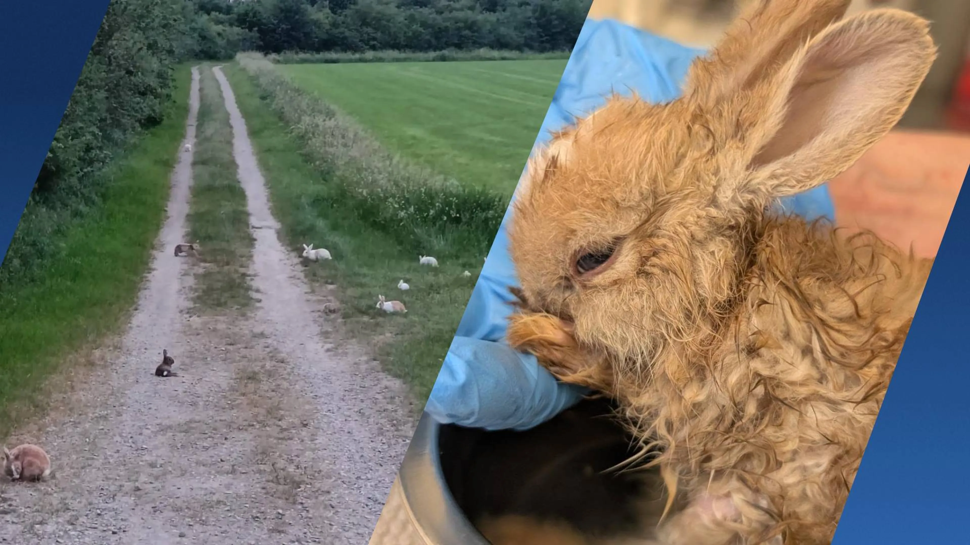 Tientallen konijnen gedumpt in Limburg, vier diertjes overleden