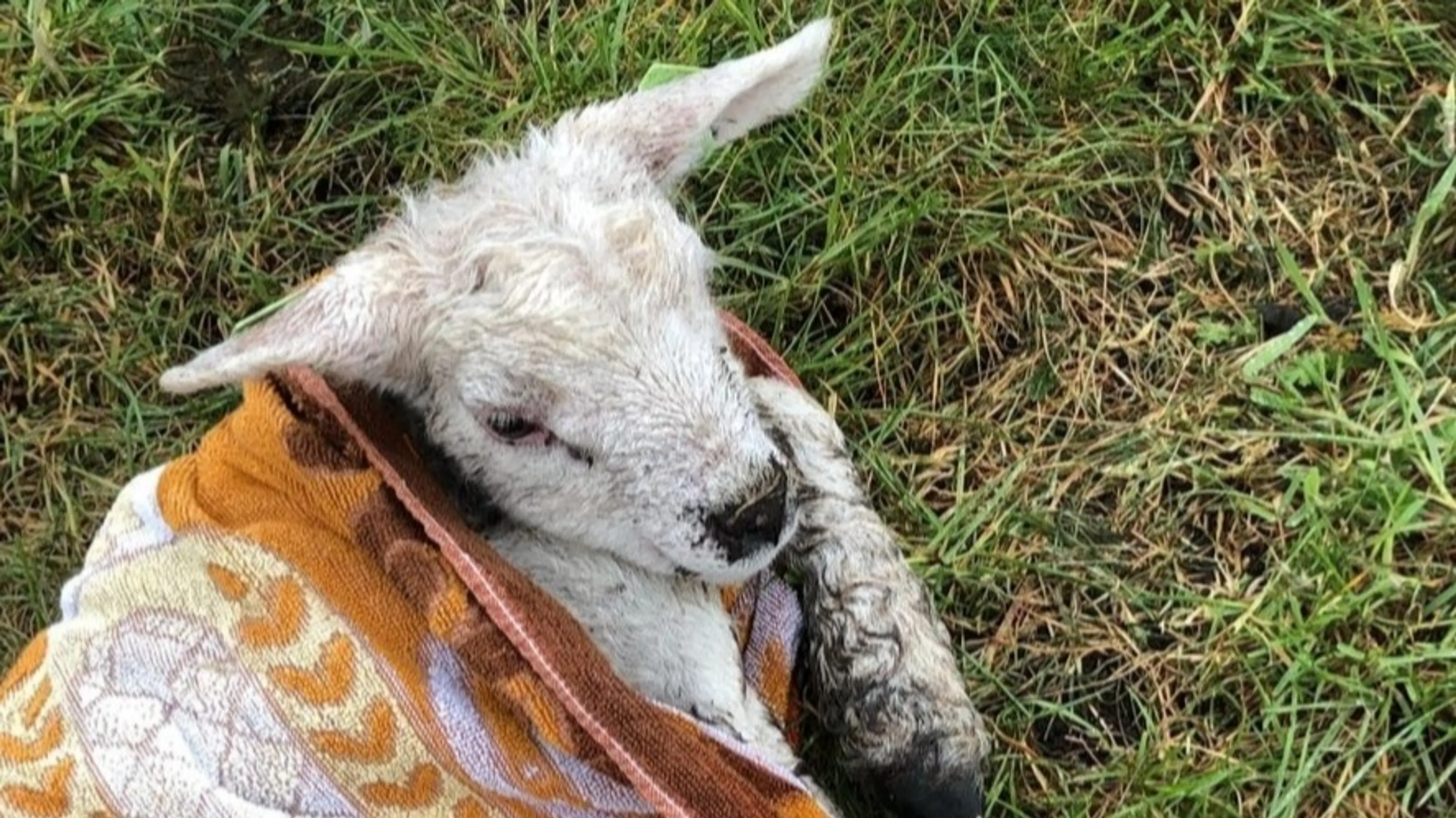 Lammetjes dood en gewond, vermoedelijk door racende crossmotoren
