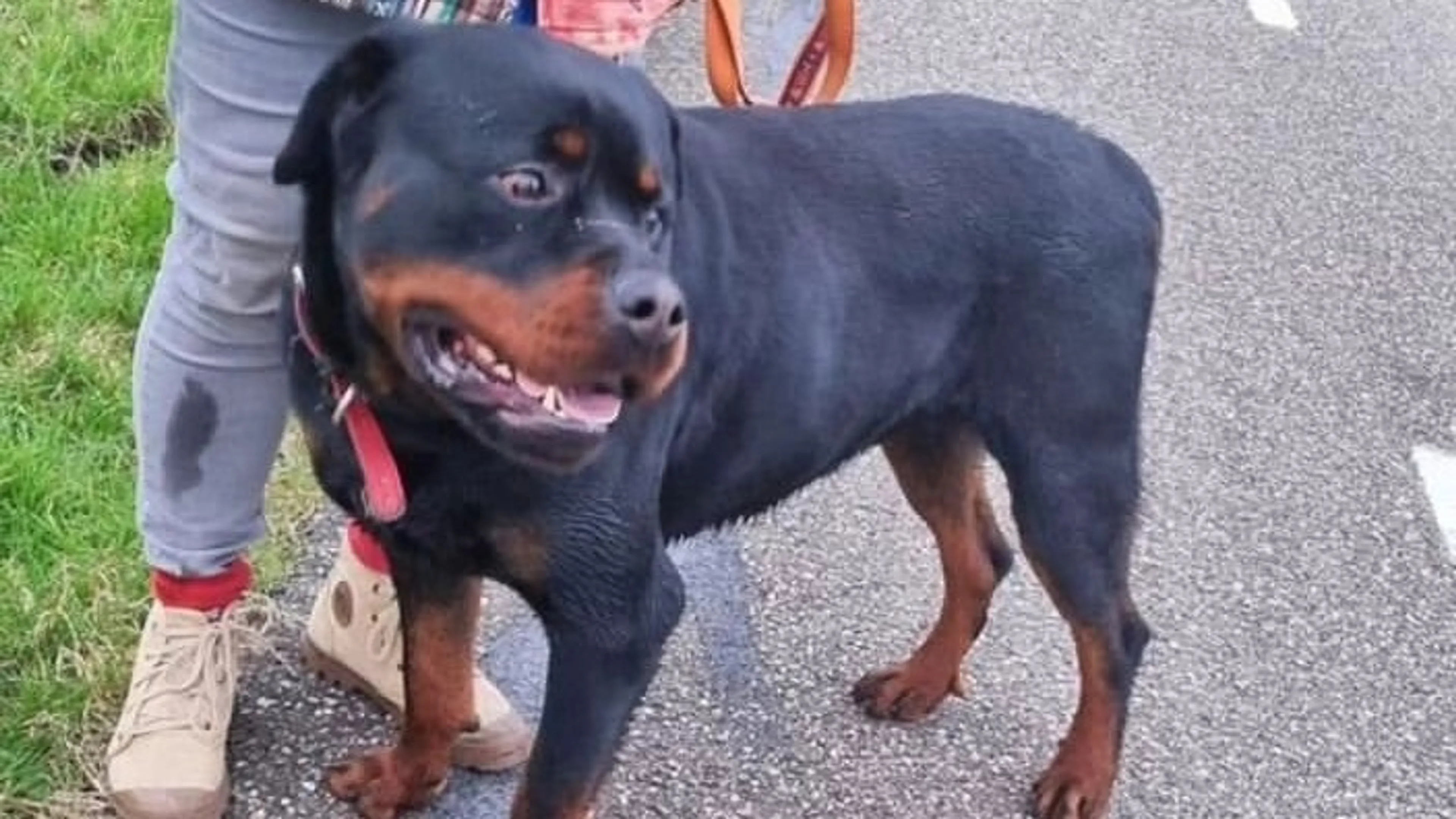 Hond moederziel alleen achtergelaten aan hek: 'Wie herkent deze lieverd?'