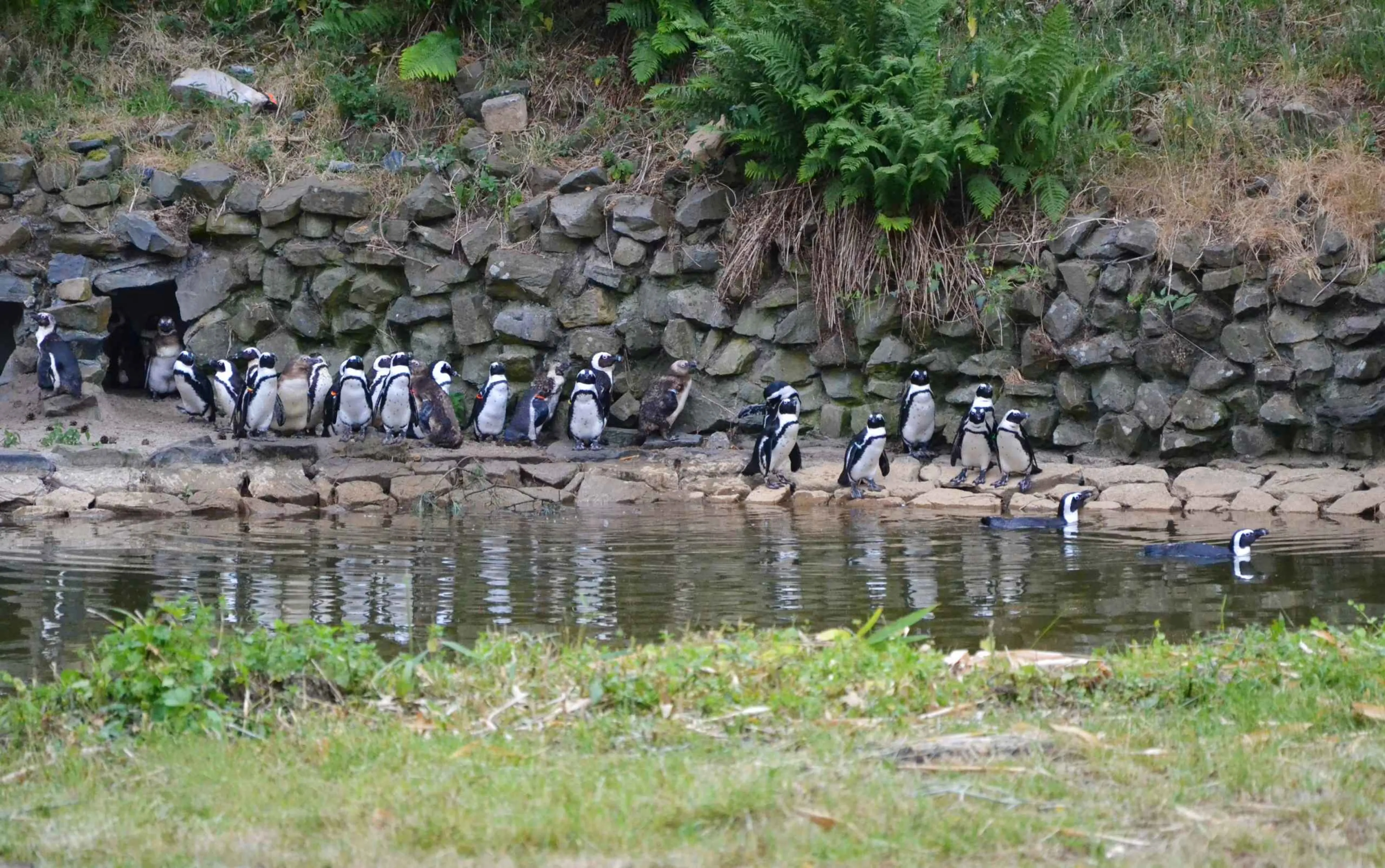 'Tientallen pinguïns dood door darminfectie in Beekse Bergen'