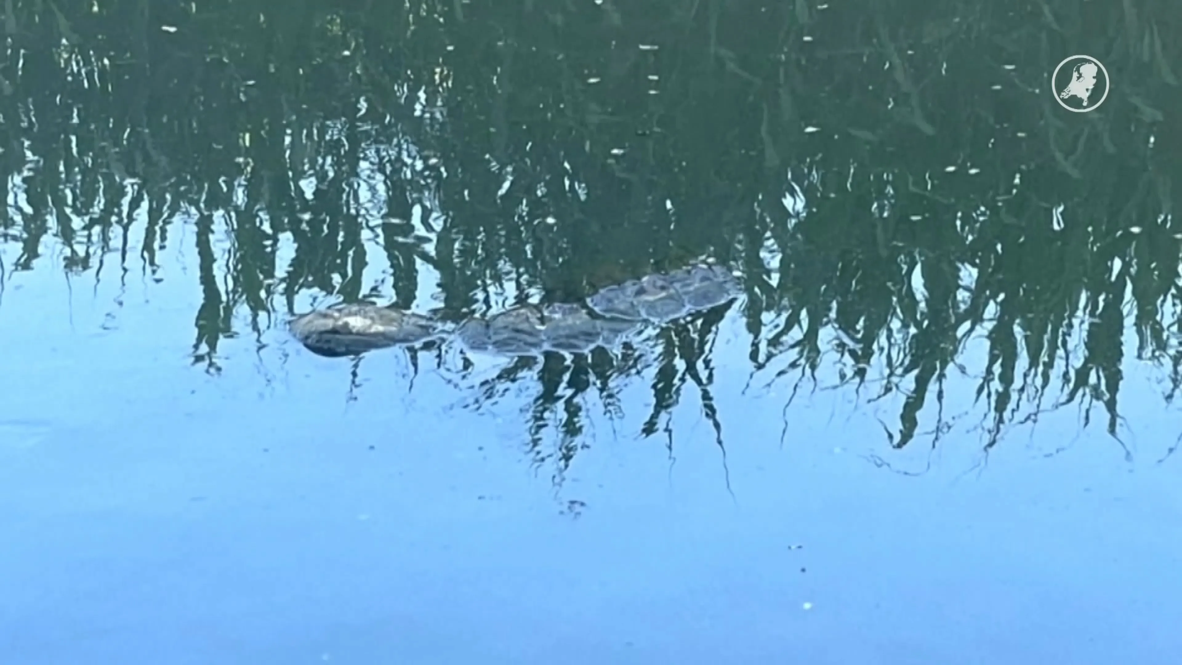 Politie rukt uit voor 'krokodil' in Schiedam