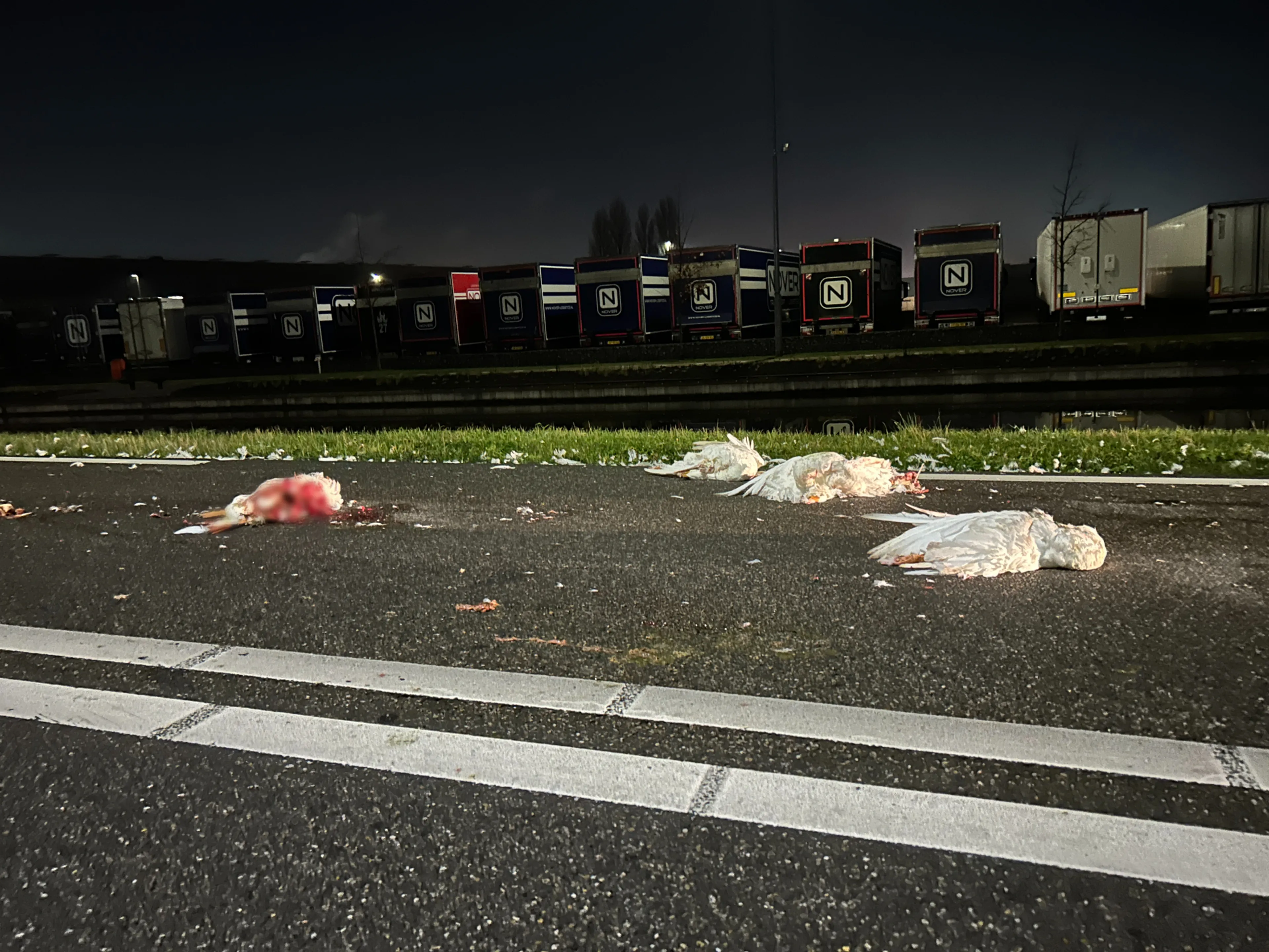 'Zeven ganzen doodgereden in Honselersdijk, bestuurder rijdt door'