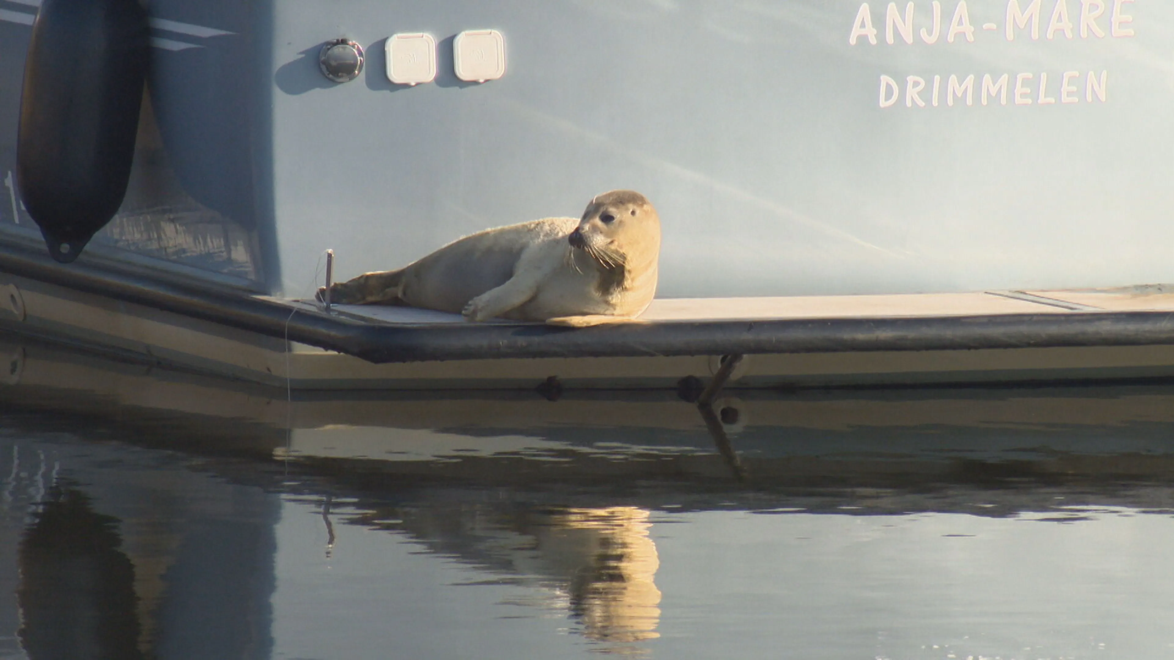 ZIEN: schattig zeehondje rust uit op boot Drimmelen
