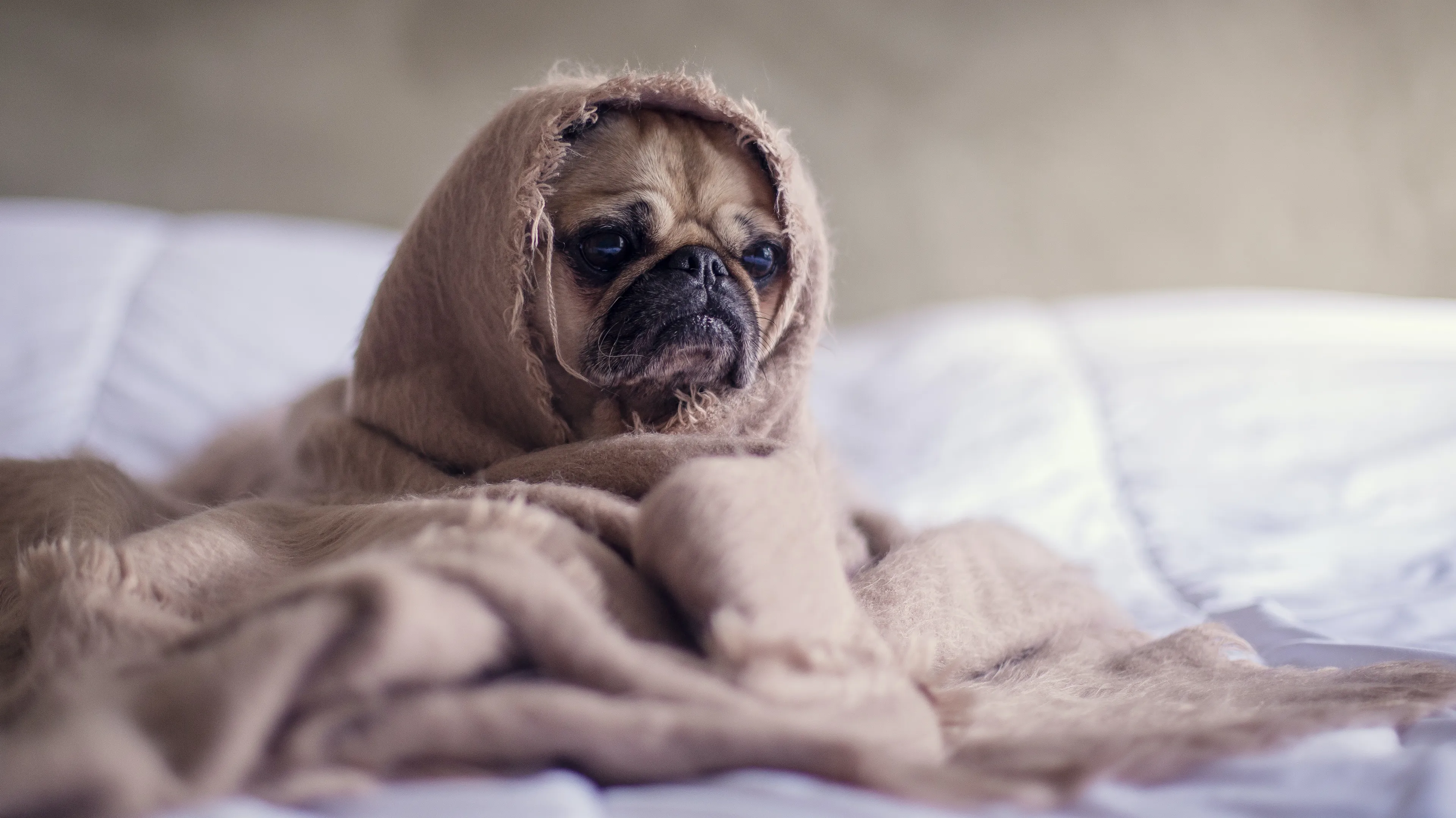 Ongekend hoge vraag naar huisdieren door corona-eenzaamheid: 'Maar kun je straks nog wel voor die hond zorgen?'