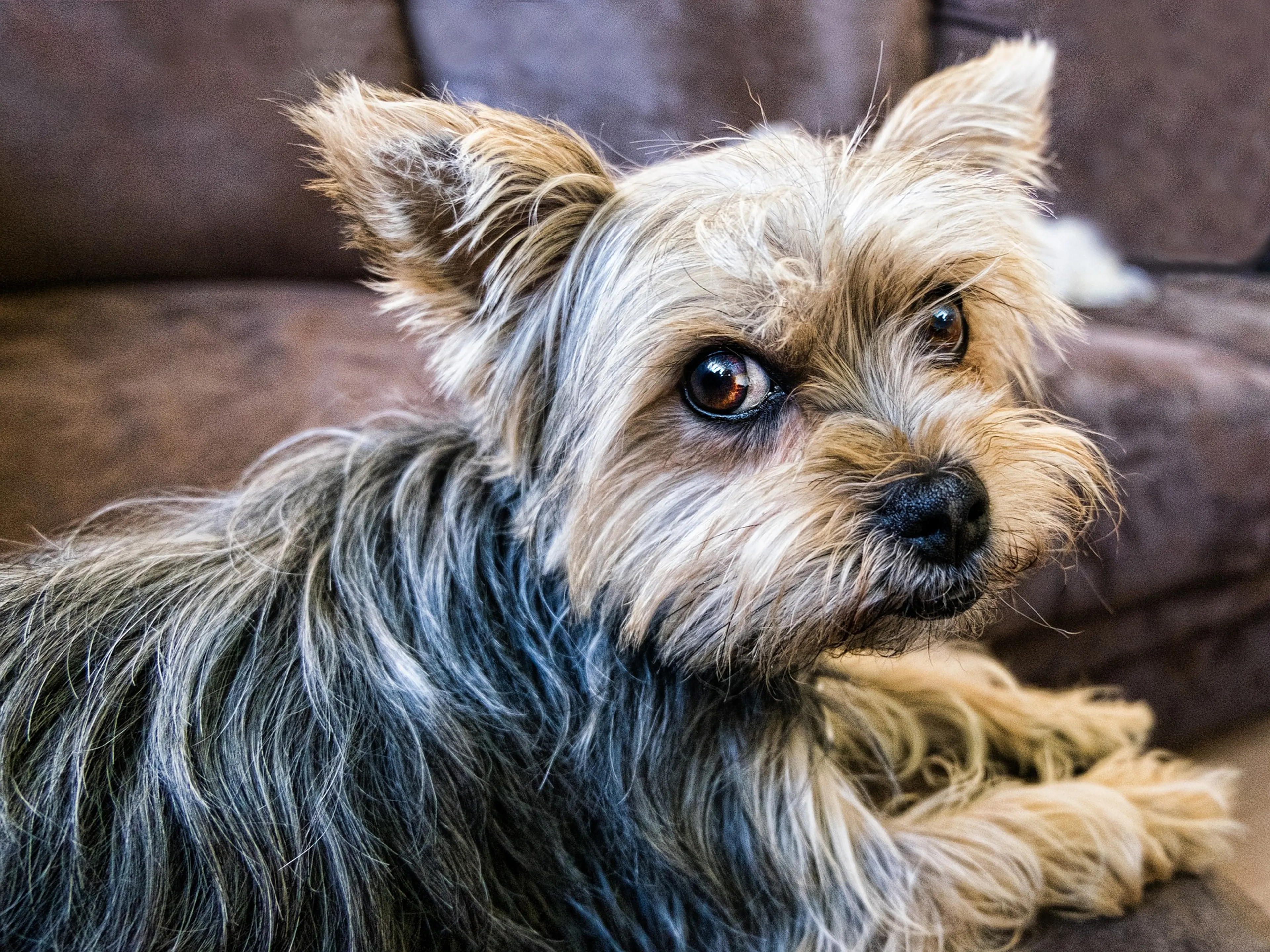 Hondje doodgebeten op parkeerplaats in Enkhuizen, baasje van bijtende hond spoorloos