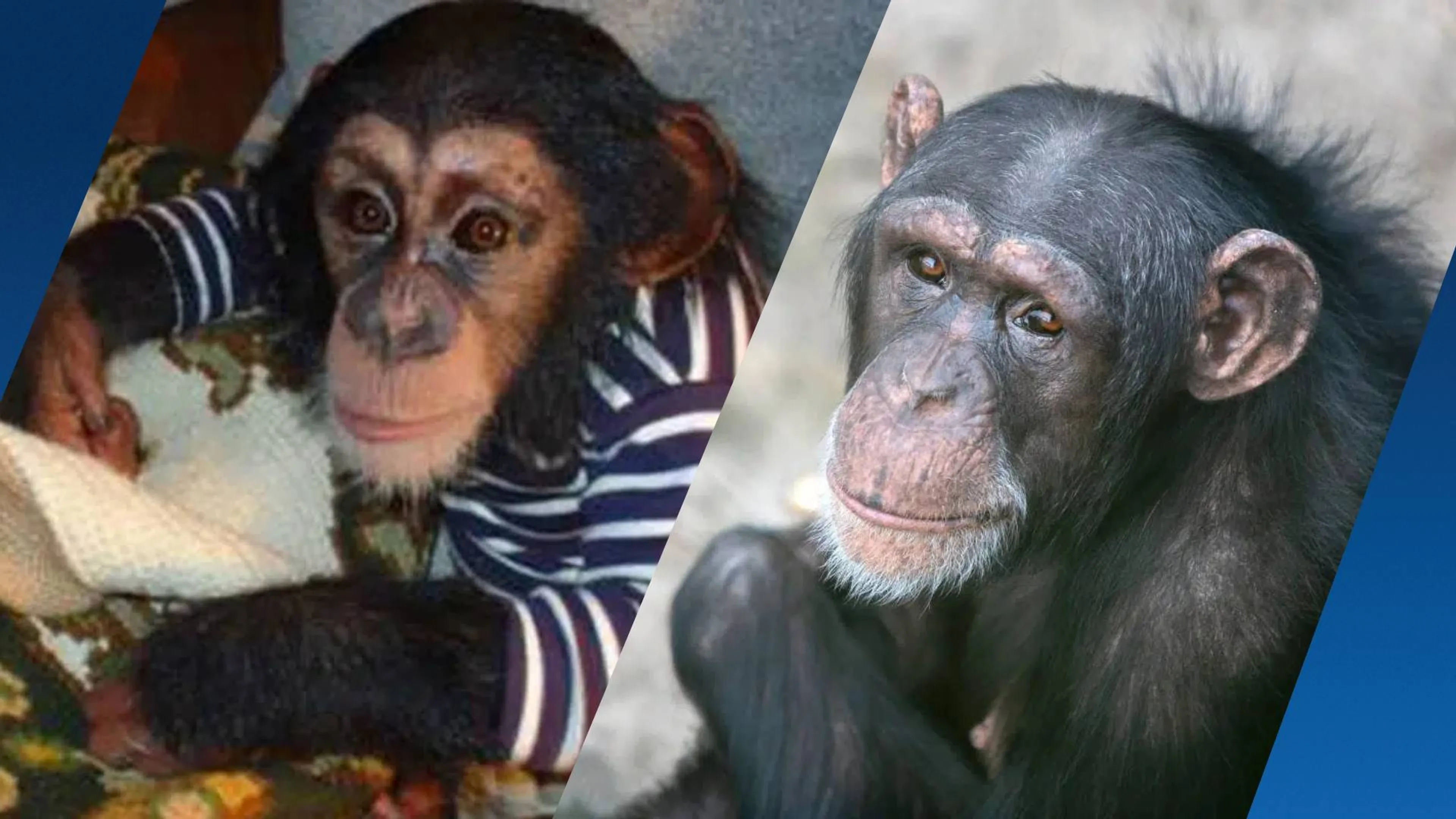 Chimpansee Marria die als mens werd opgevoed sterft na gevecht in safaripark