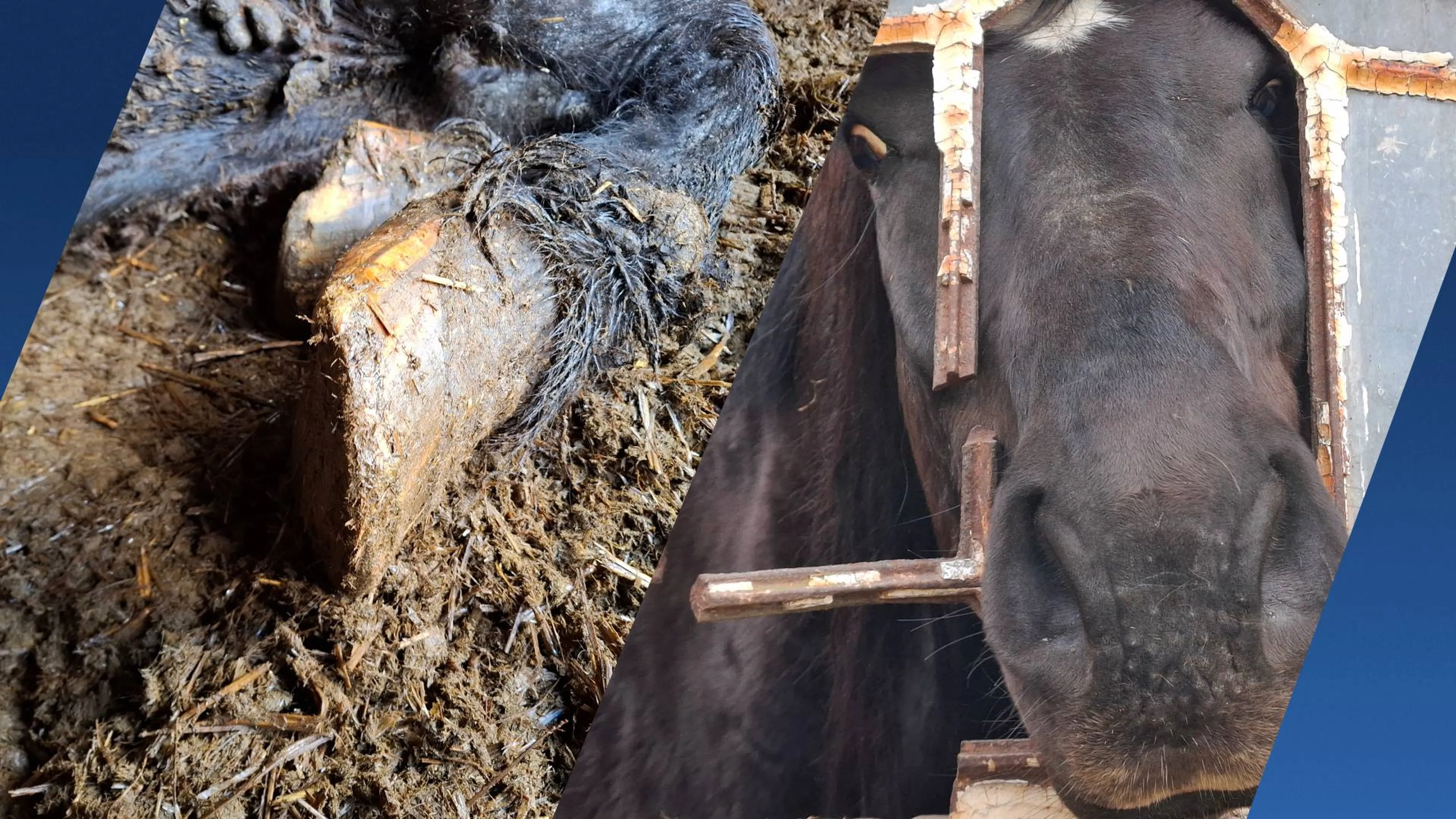 Twee paarden overleden na schokkende vondst in schuur Westerwolde