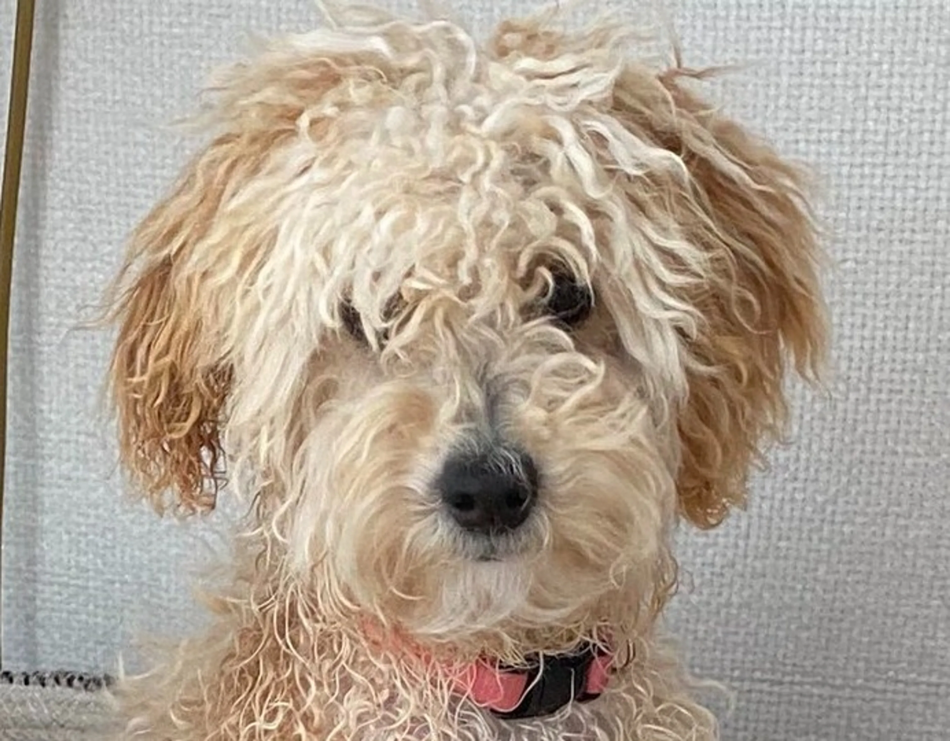 Koninklijke hond Mambo blaft dwars door videomeeting Máxima