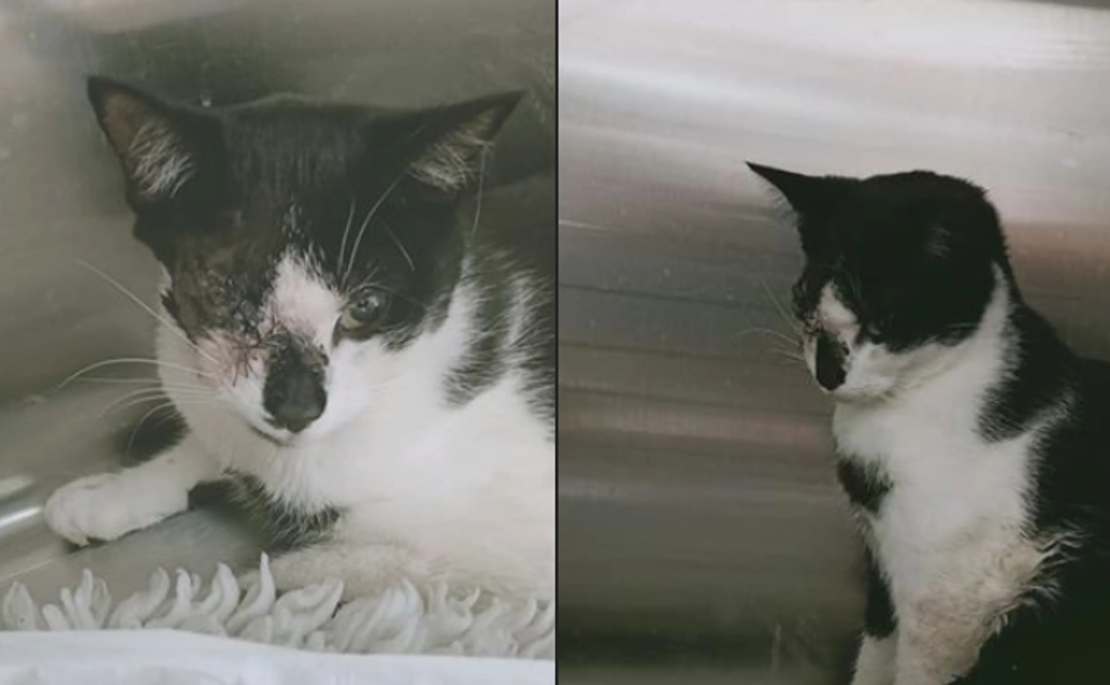Neergeschoten poes Soof overleden na twee weken vechten voor haar leven: 'Wij gaan haar missen'