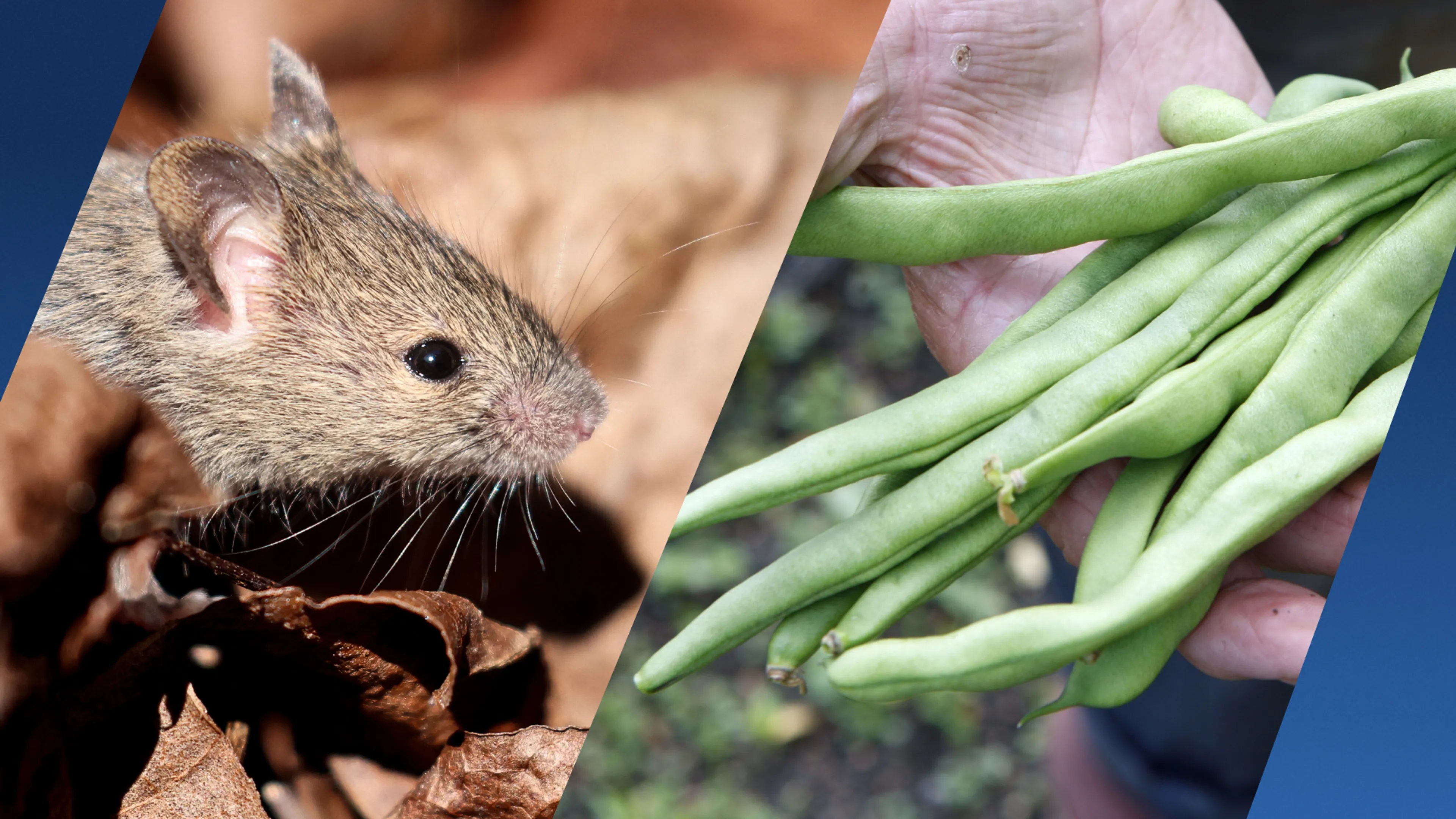 Nu al 3 Jumbo-klanten met dode muis in zak sperziebonen