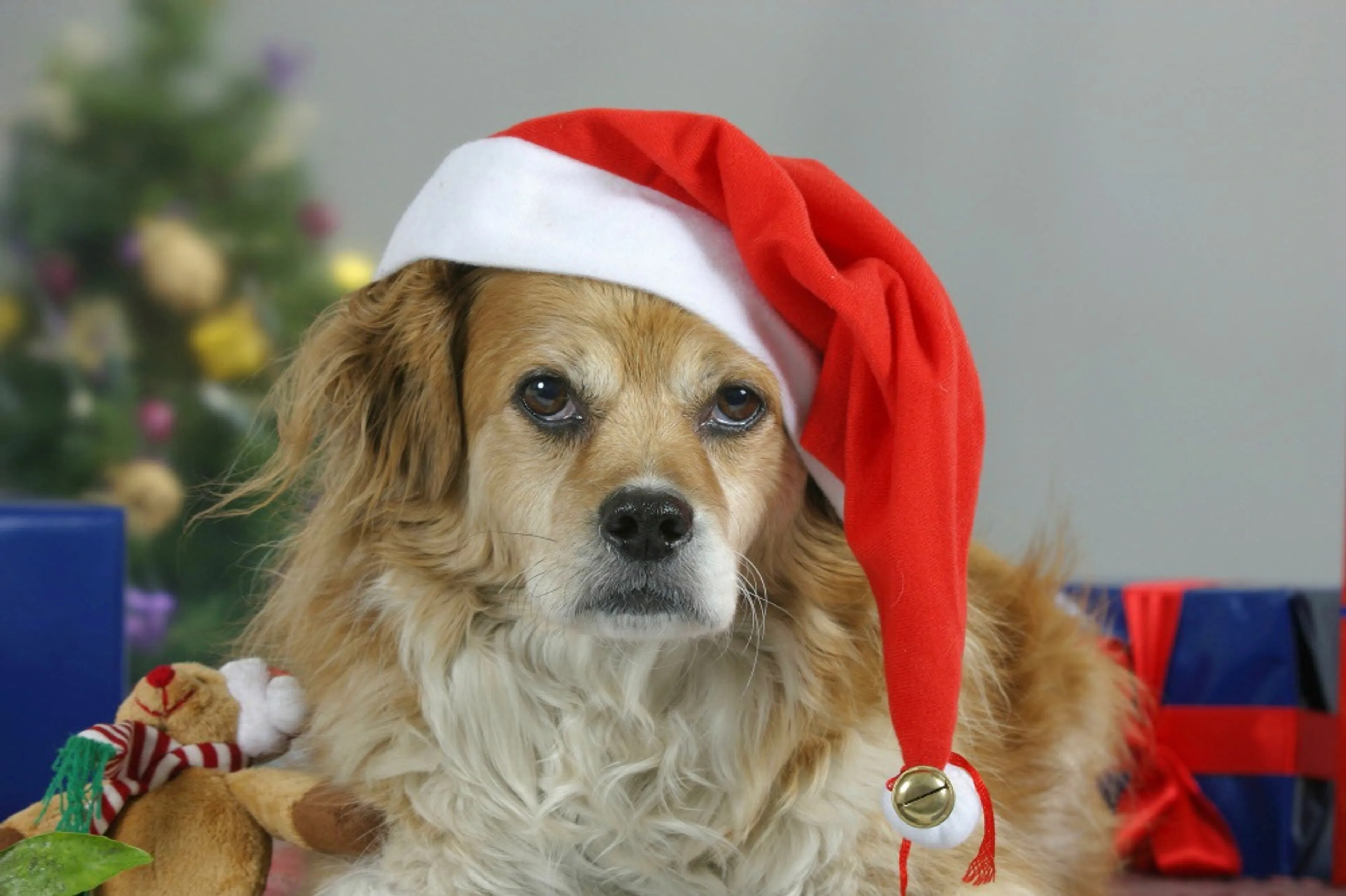 Kerstdiner voor honden in Heusden: 'Haricots verts op een bedje van noedels'