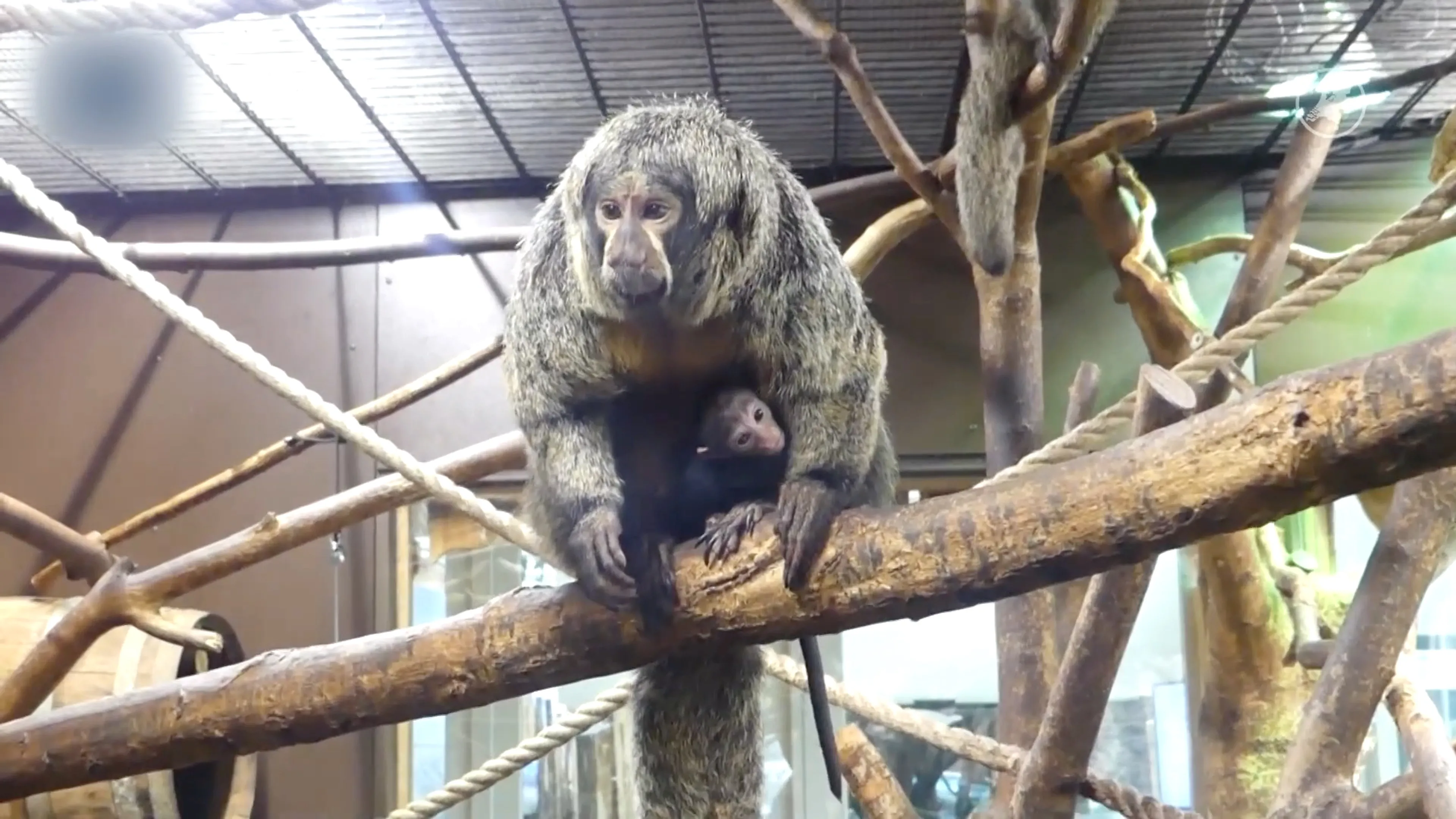 AquaZoo Leeuwarden verwelkomt nieuwe witgezichtsaki
