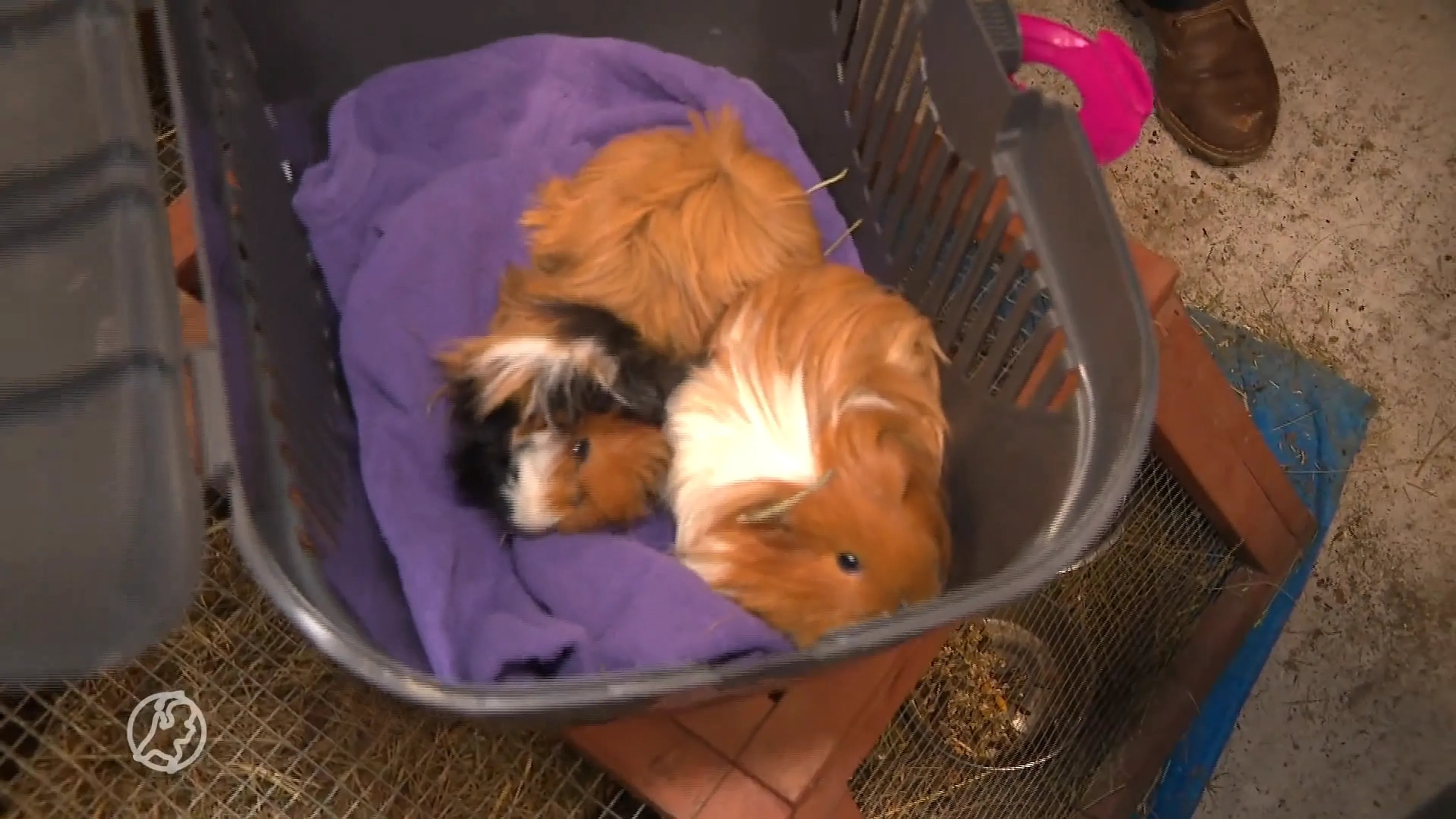 Honderden verwaarloosde (zwangere) cavia's uit Zwolle krijgen onderdak in Groningen