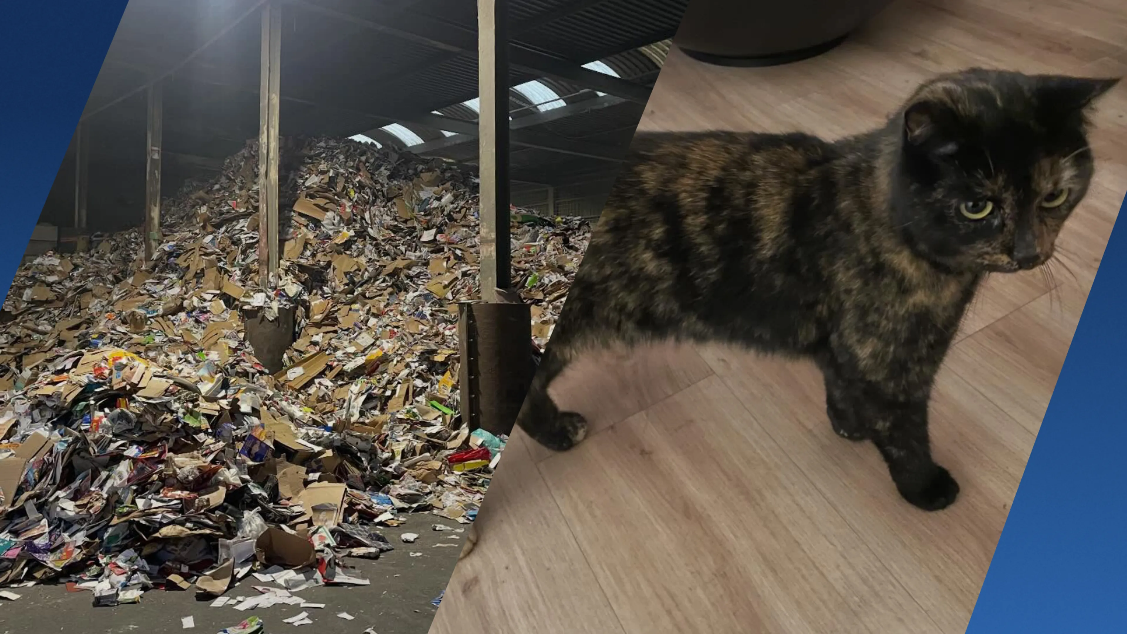 Onverwachte gast in papierloods: vermiste kat Marley teruggevonden