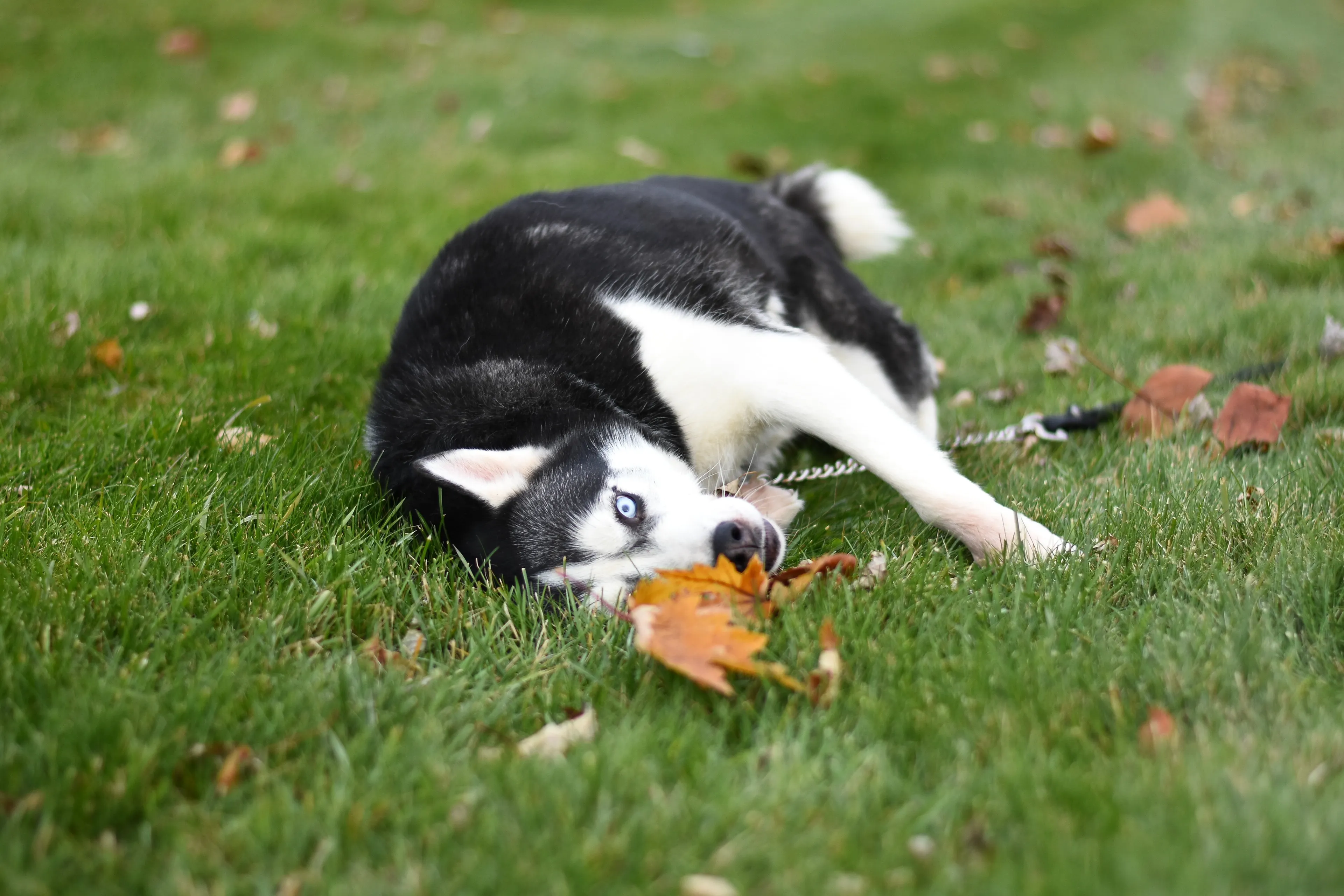 Man die husky mishandelde en levend begroef mag nieuwe hond nemen