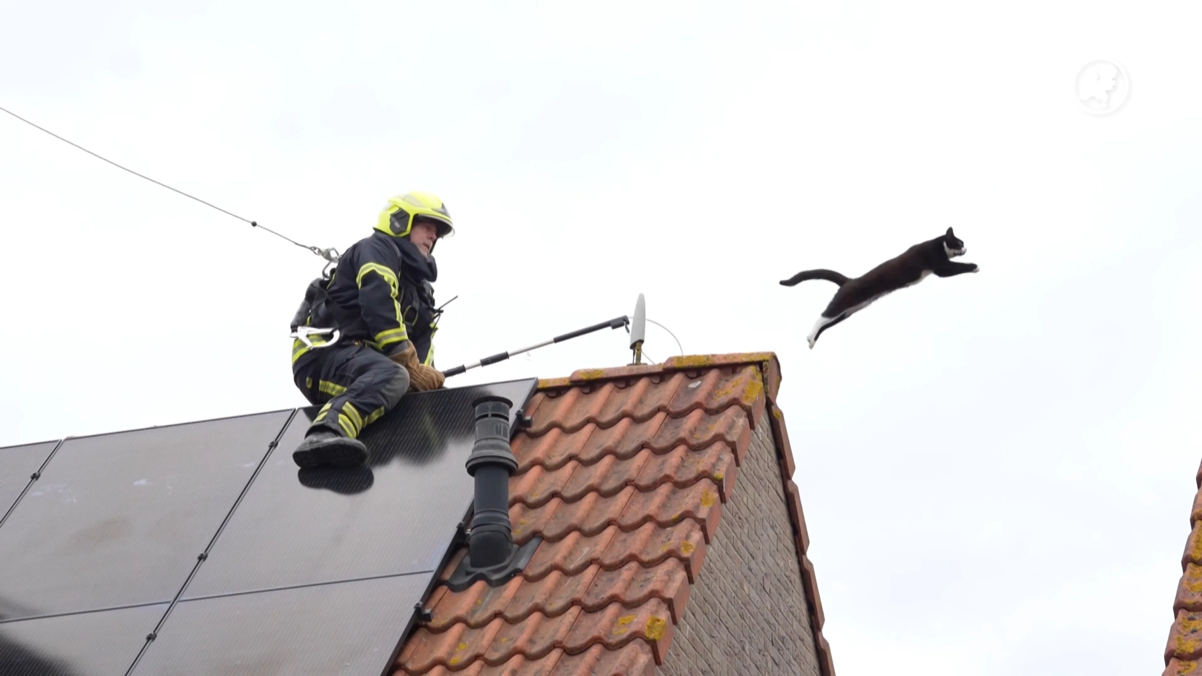 Kat Jackie houdt brandweer flink bezig tijdens reddingsactie Ermelo