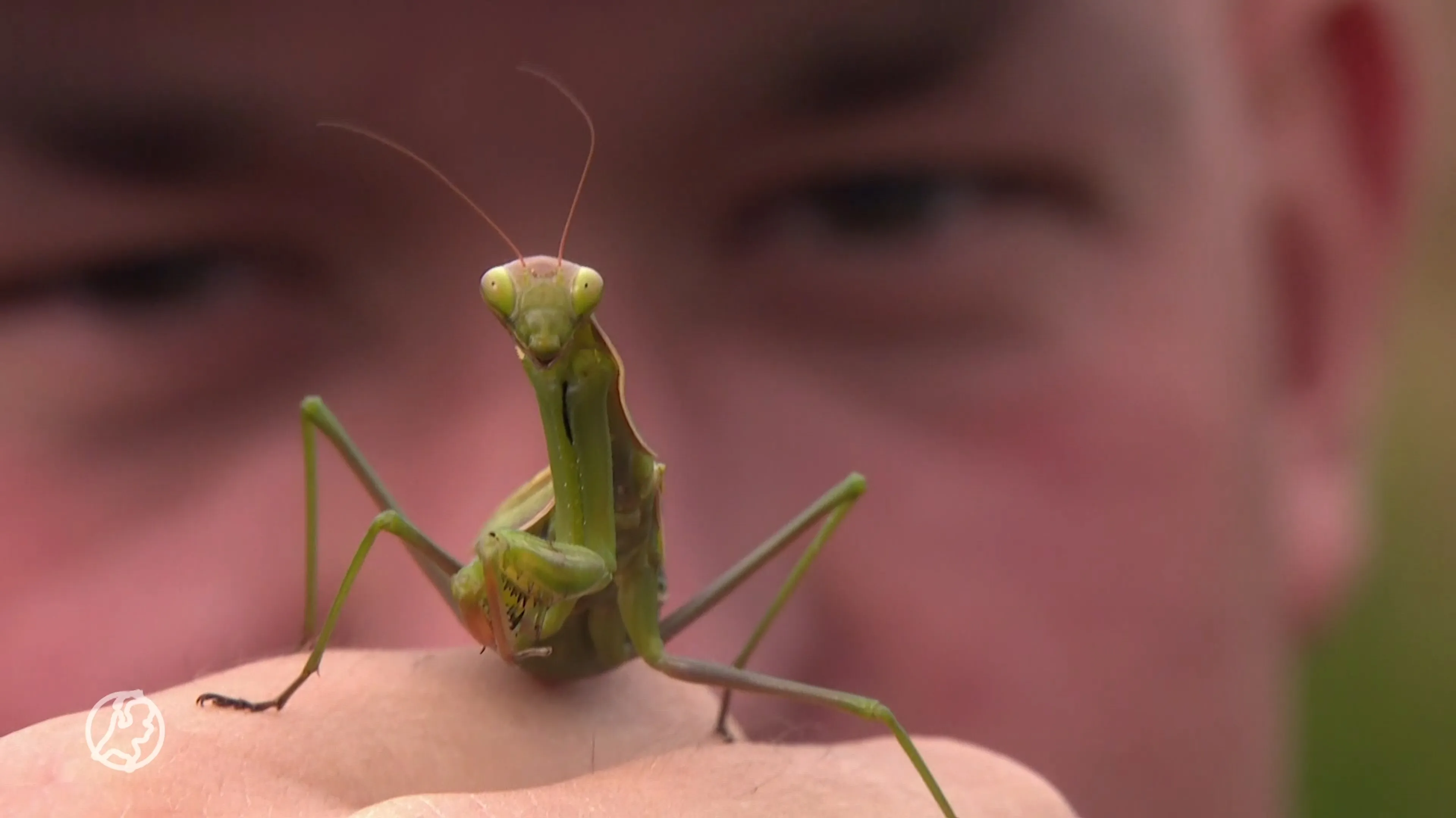 Dit vijfogige insect heeft zich gevestigd in ons land