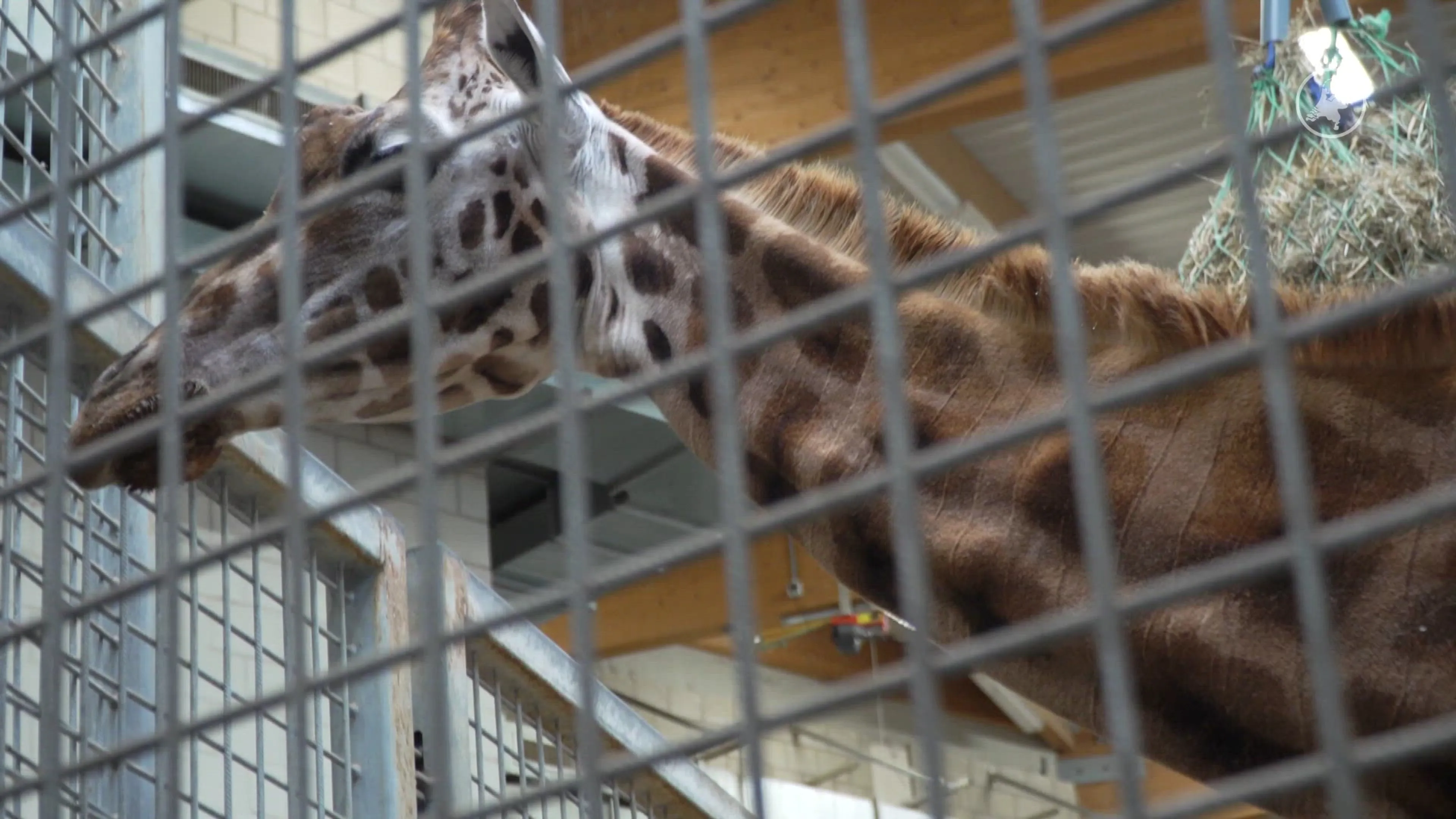 Burgers' Zoo verwelkomt babygiraffe
