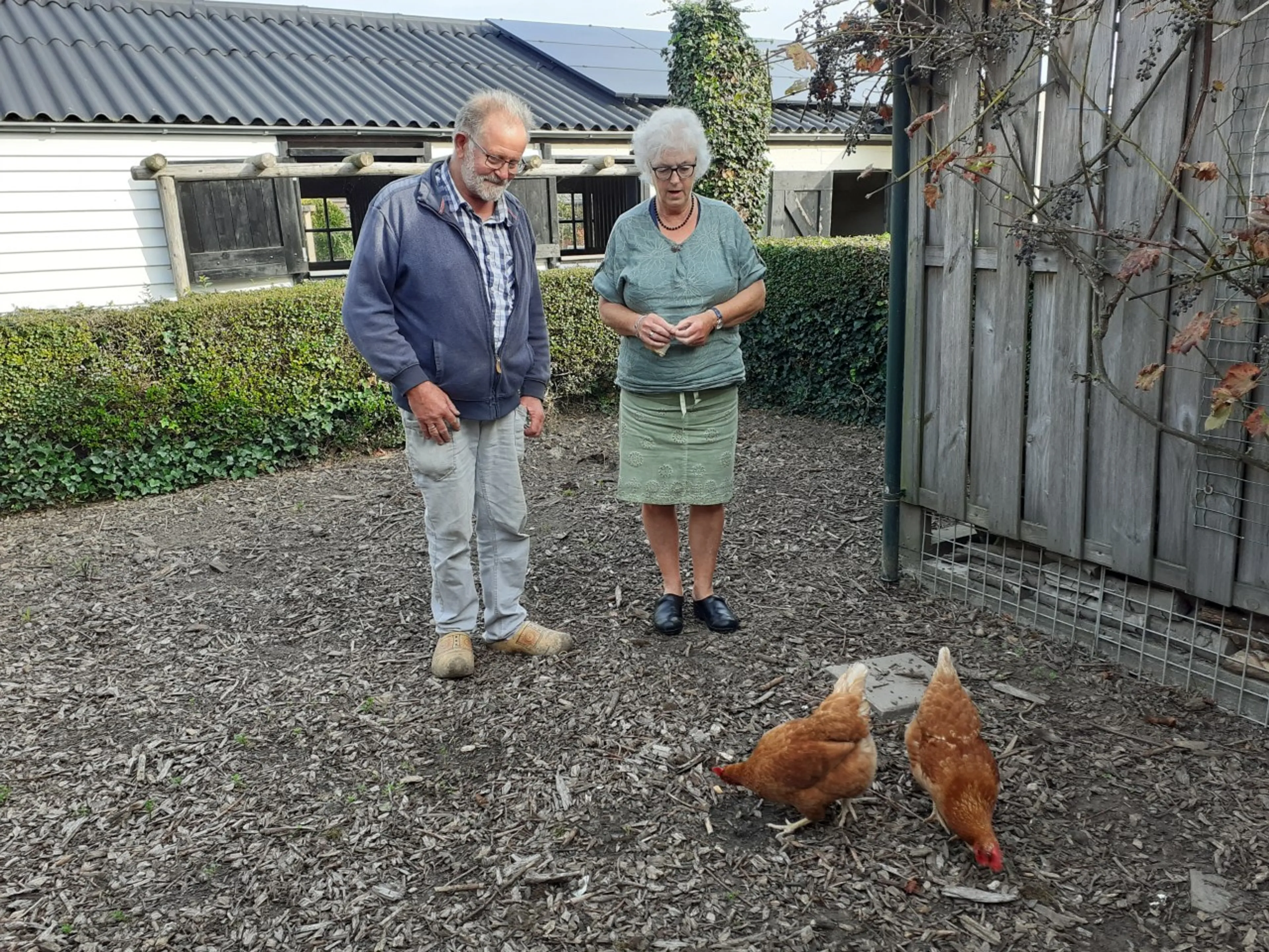 De hen van Gré werd een haan: 'Ineens begon ze te kukelen!' 