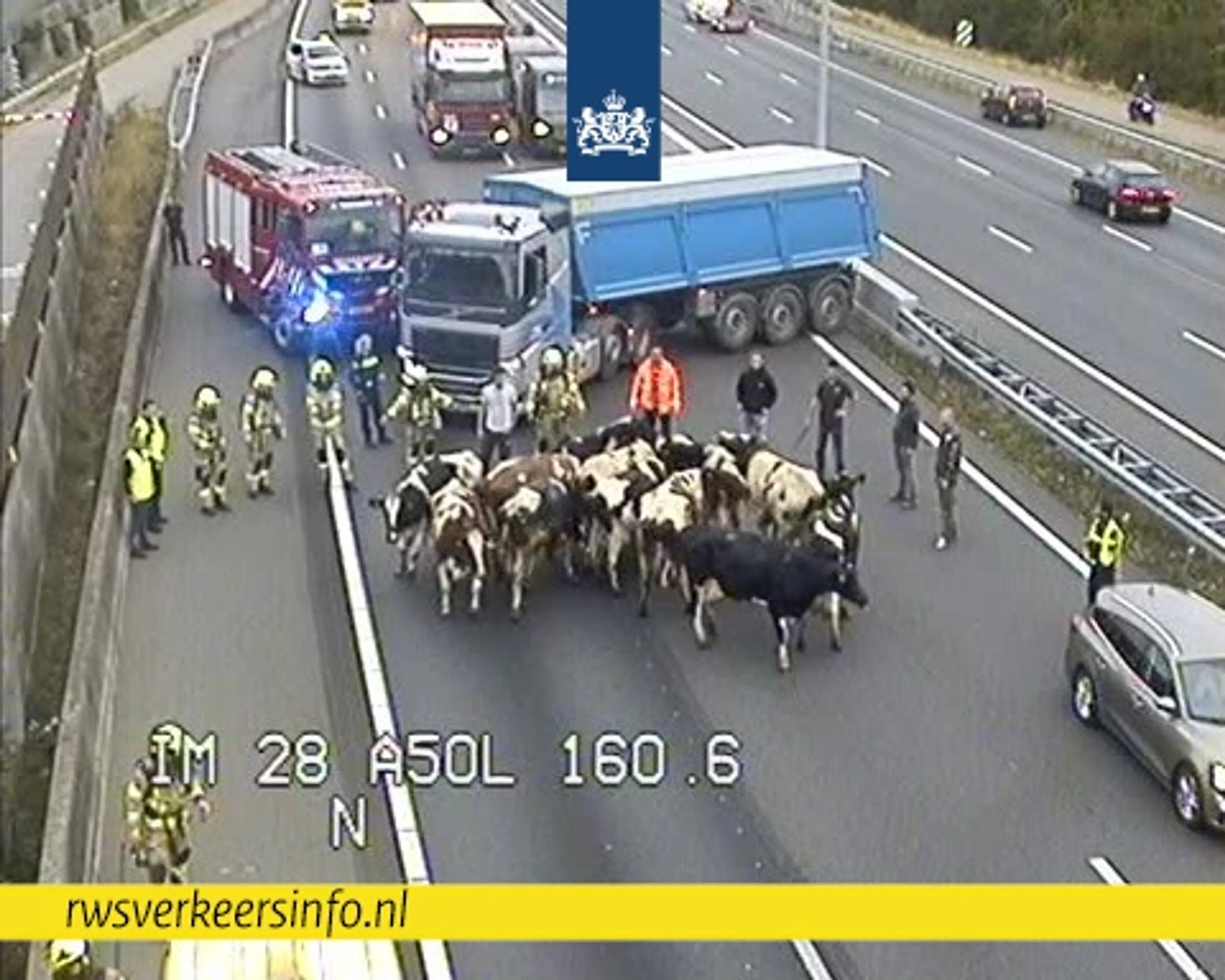 Koeien gered uit brandende veewagen op A50 bij Heteren