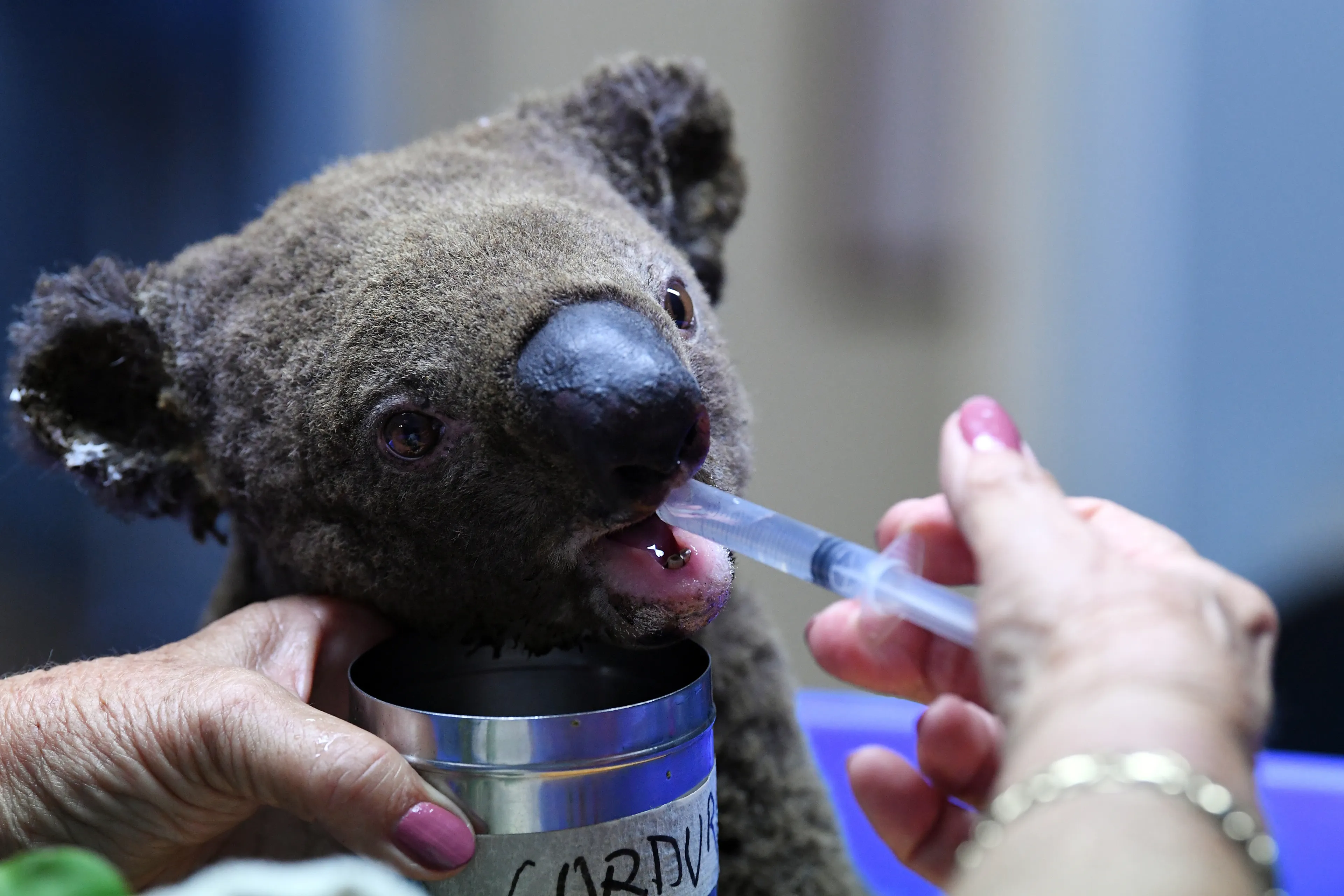 Wereld Natuur Fonds start inzamelingsactie voor gewonde koala's en natuurherstel