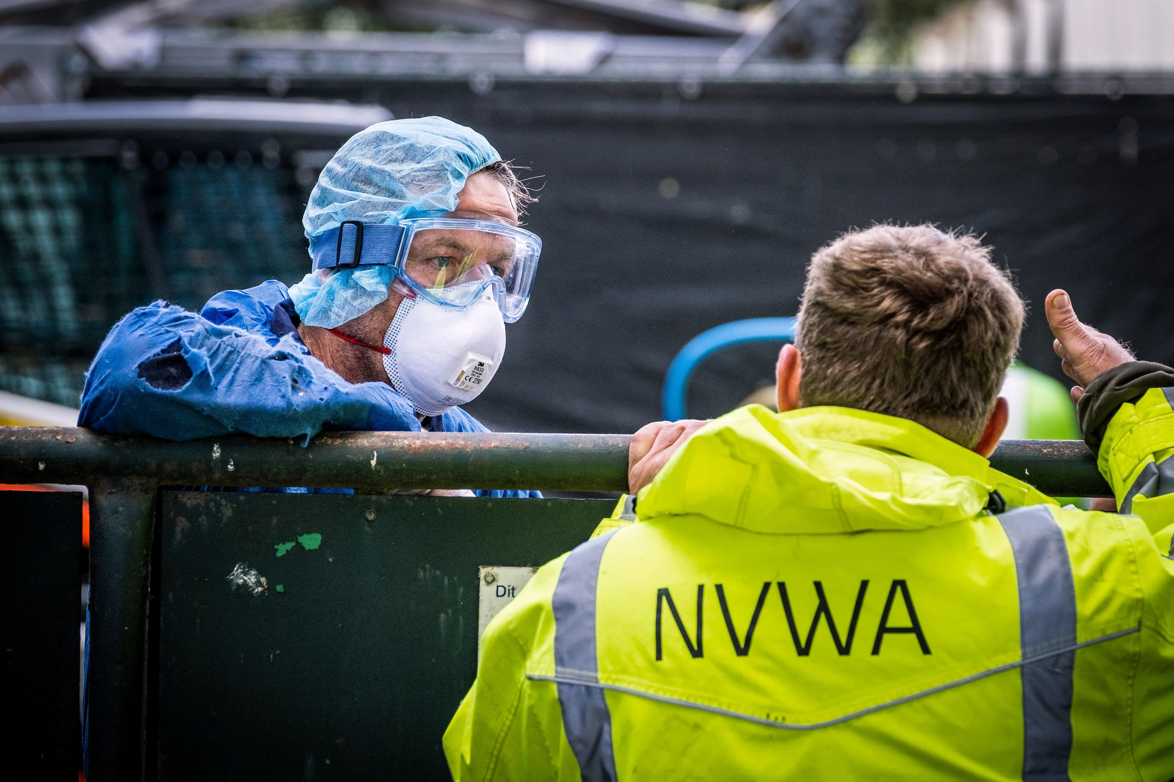 Het doden van nertsen wegens corona gaat verder